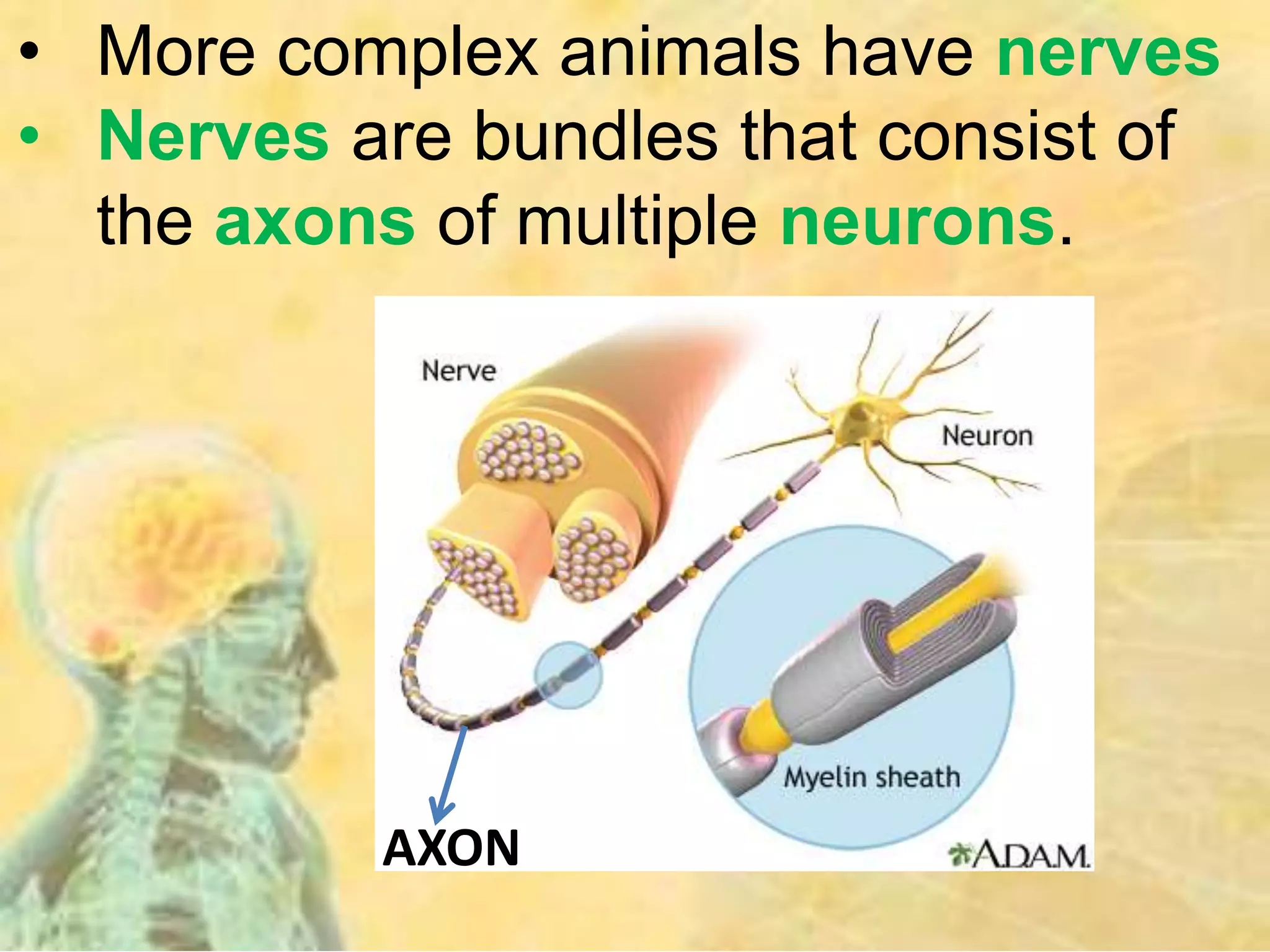 • More complex animals have nerves
• Nerves are bundles that consist of
the axons of multiple neurons.
AXON
 