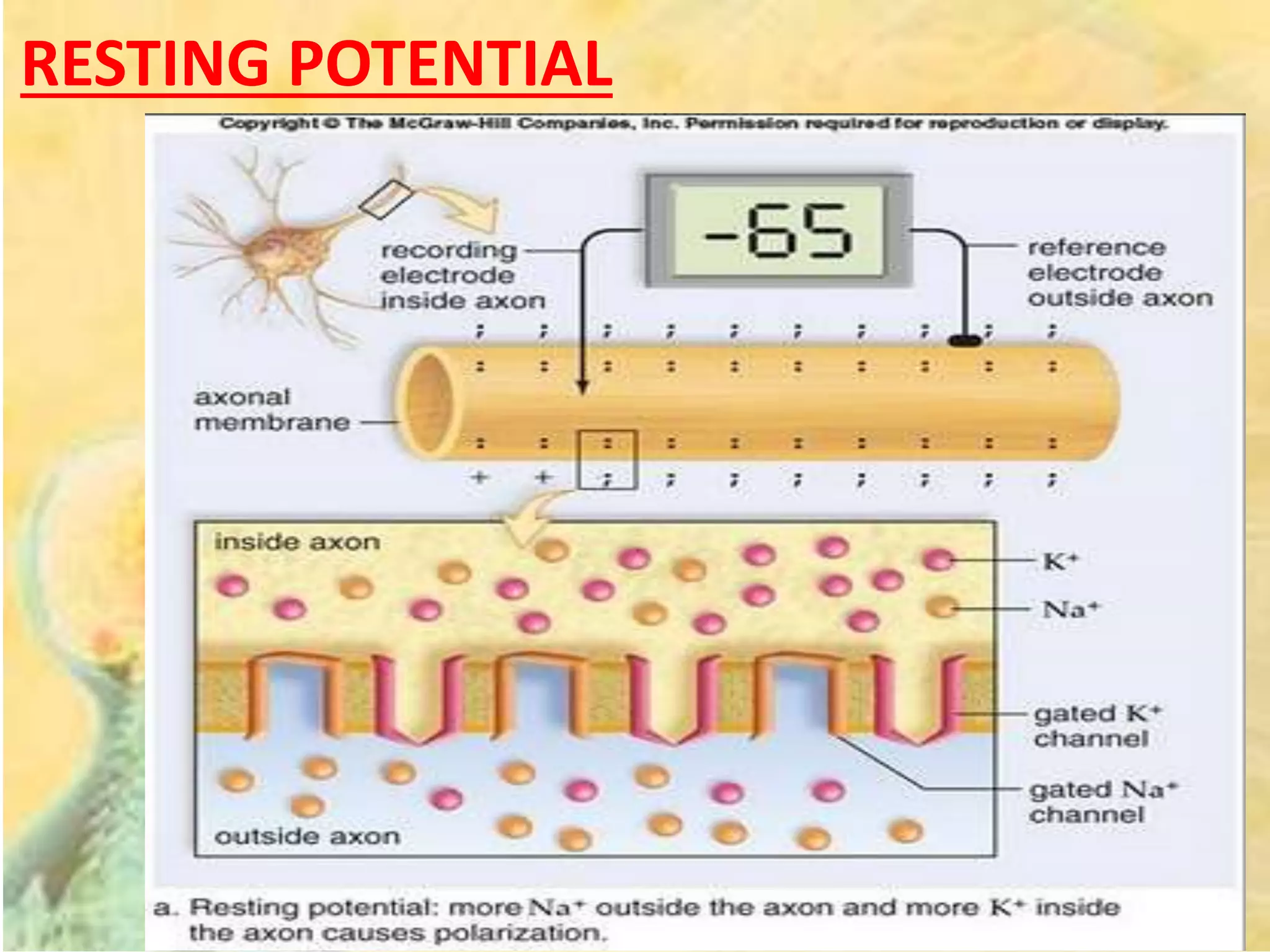 RESTING POTENTIAL
 