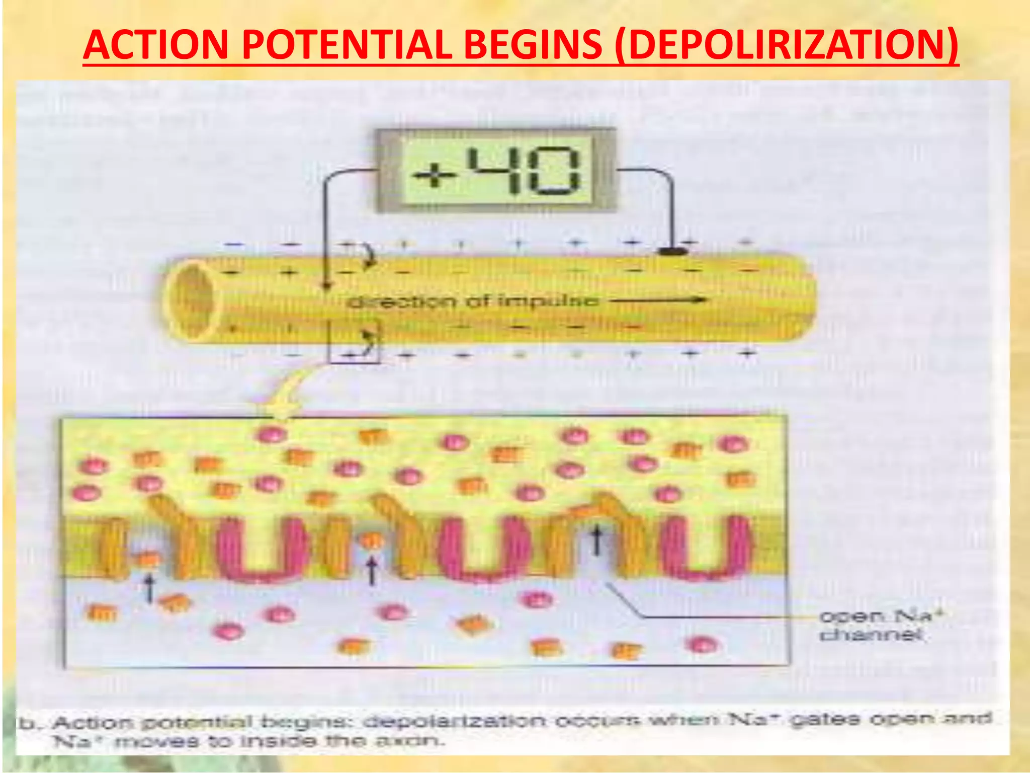 ACTION POTENTIAL BEGINS (DEPOLIRIZATION)
 