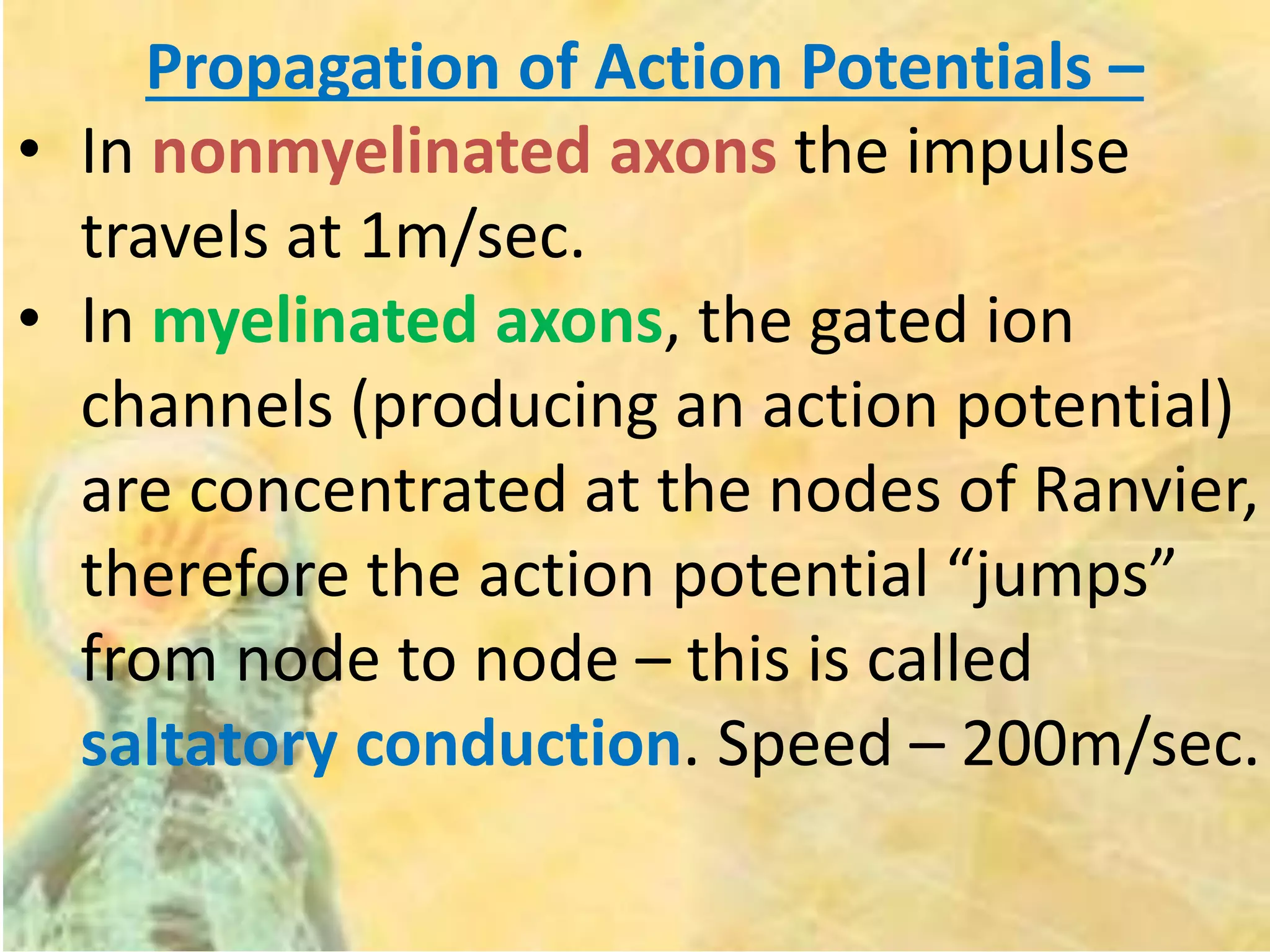 Propagation of Action Potentials –
• In nonmyelinated axons the impulse
travels at 1m/sec.
• In myelinated axons, the gated ion
channels (producing an action potential)
are concentrated at the nodes of Ranvier,
therefore the action potential “jumps”
from node to node – this is called
saltatory conduction. Speed – 200m/sec.
 