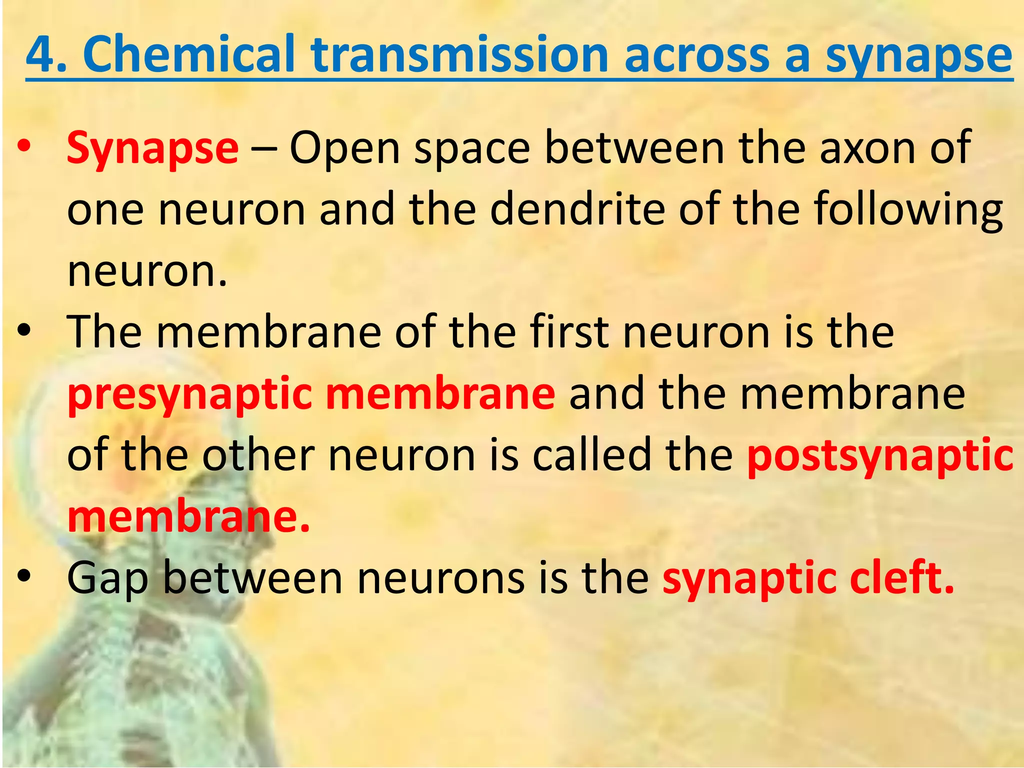 4. Chemical transmission across a synapse
• Synapse – Open space between the axon of
one neuron and the dendrite of the following
neuron.
• The membrane of the first neuron is the
presynaptic membrane and the membrane
of the other neuron is called the postsynaptic
membrane.
• Gap between neurons is the synaptic cleft.
 