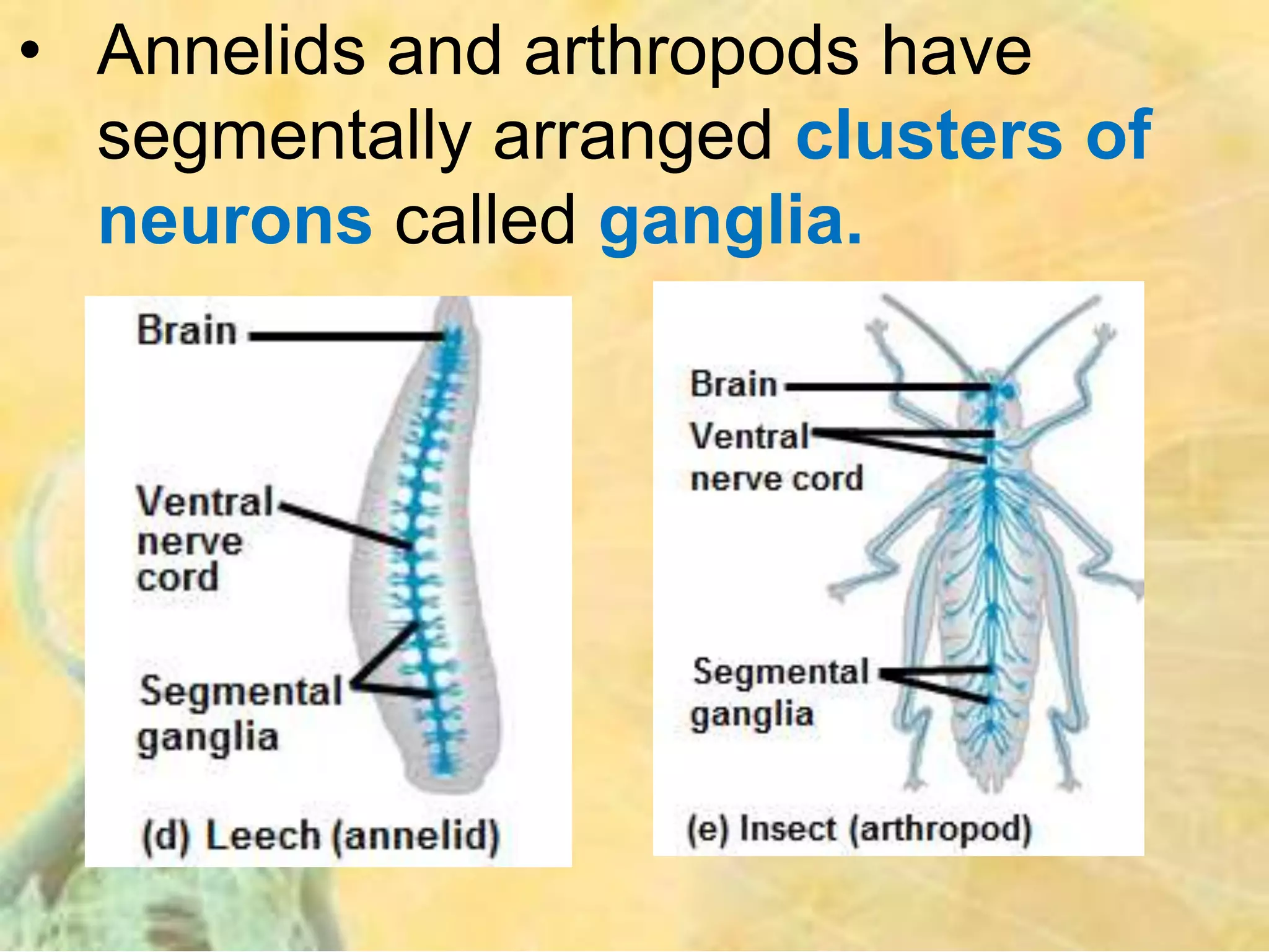• Annelids and arthropods have
segmentally arranged clusters of
neurons called ganglia.
 