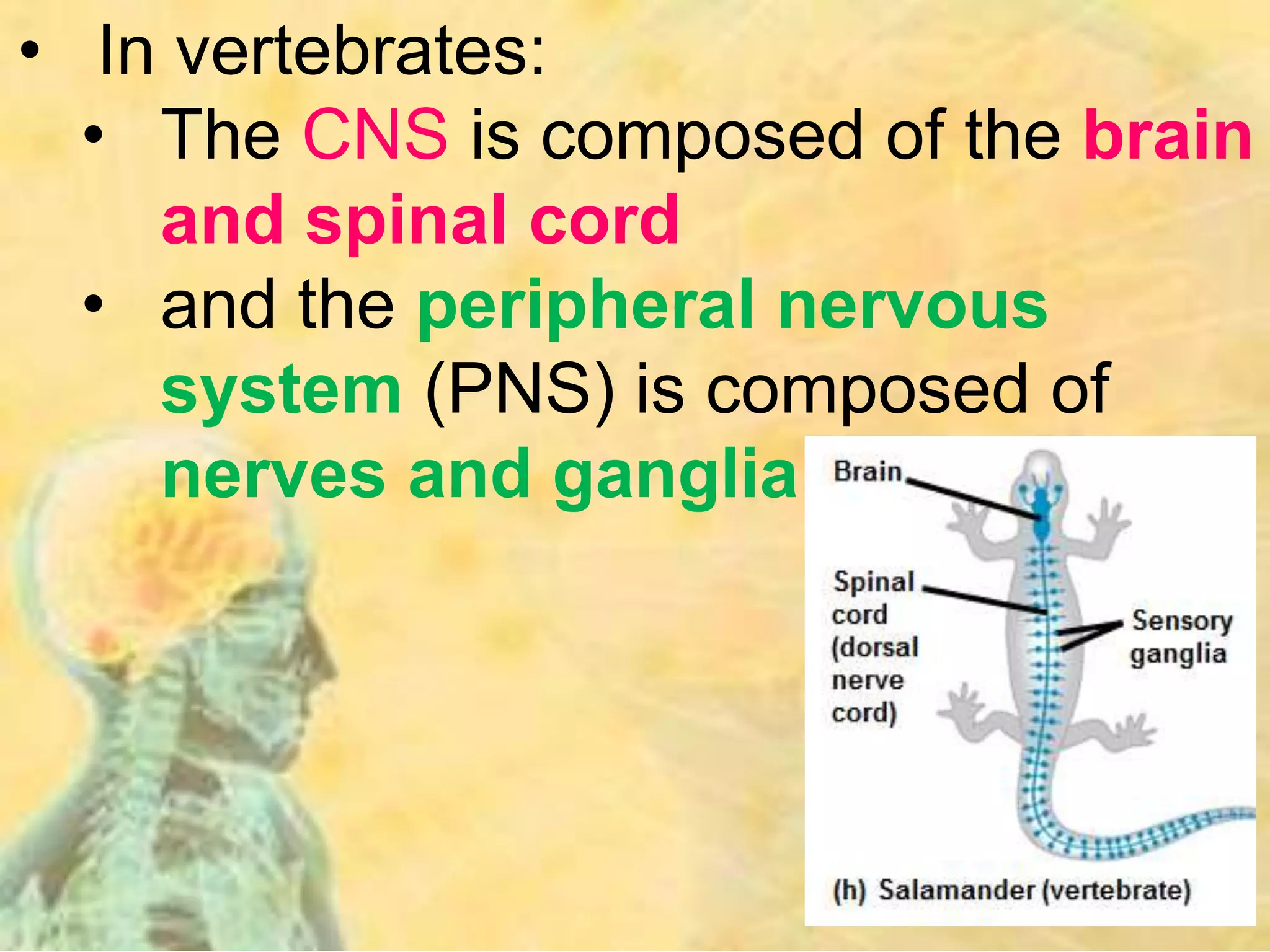 • In vertebrates:
• The CNS is composed of the brain
and spinal cord
• and the peripheral nervous
system (PNS) is composed of
nerves and ganglia.
 
