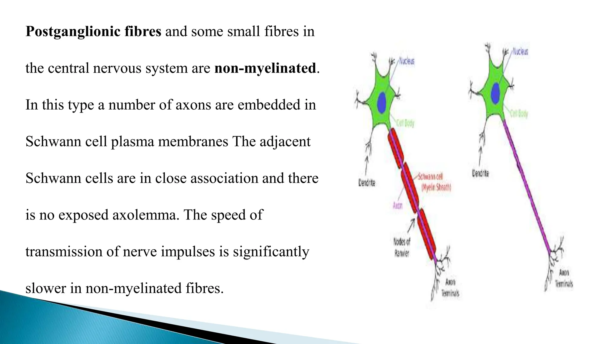 Postganglionic fibres and some small fibres in
the central nervous system are non-myelinated.
In this type a number of axons are embedded in
Schwann cell plasma membranes The adjacent
Schwann cells are in close association and there
is no exposed axolemma. The speed of
transmission of nerve impulses is significantly
slower in non-myelinated fibres.
 