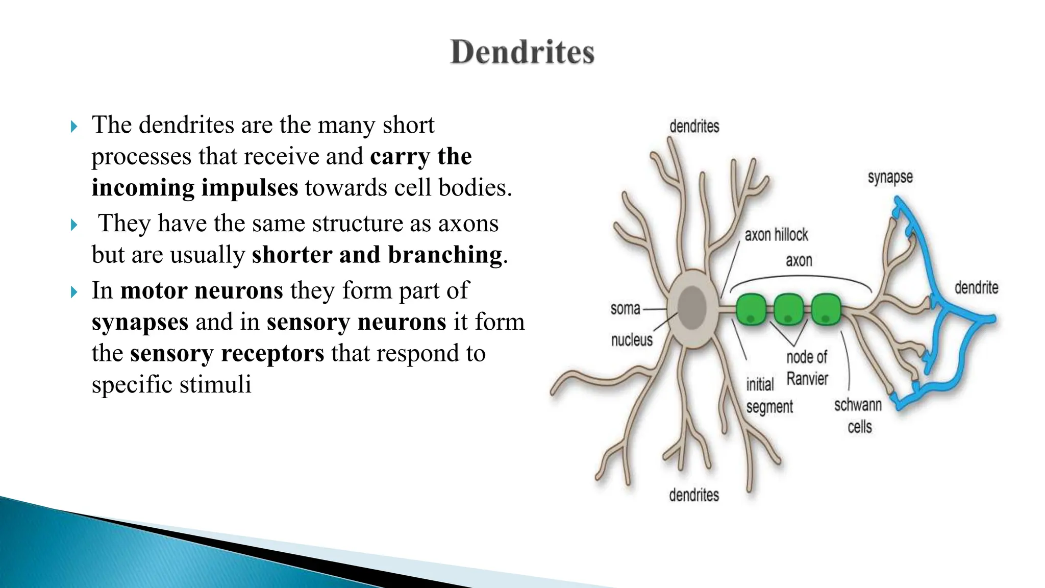 The dendrites are the many short
processes that receive and carry the
incoming impulses towards cell bodies.
 They have the same structure as axons
but are usually shorter and branching.
 In motor neurons they form part of
synapses and in sensory neurons it form
the sensory receptors that respond to
specific stimuli
 
