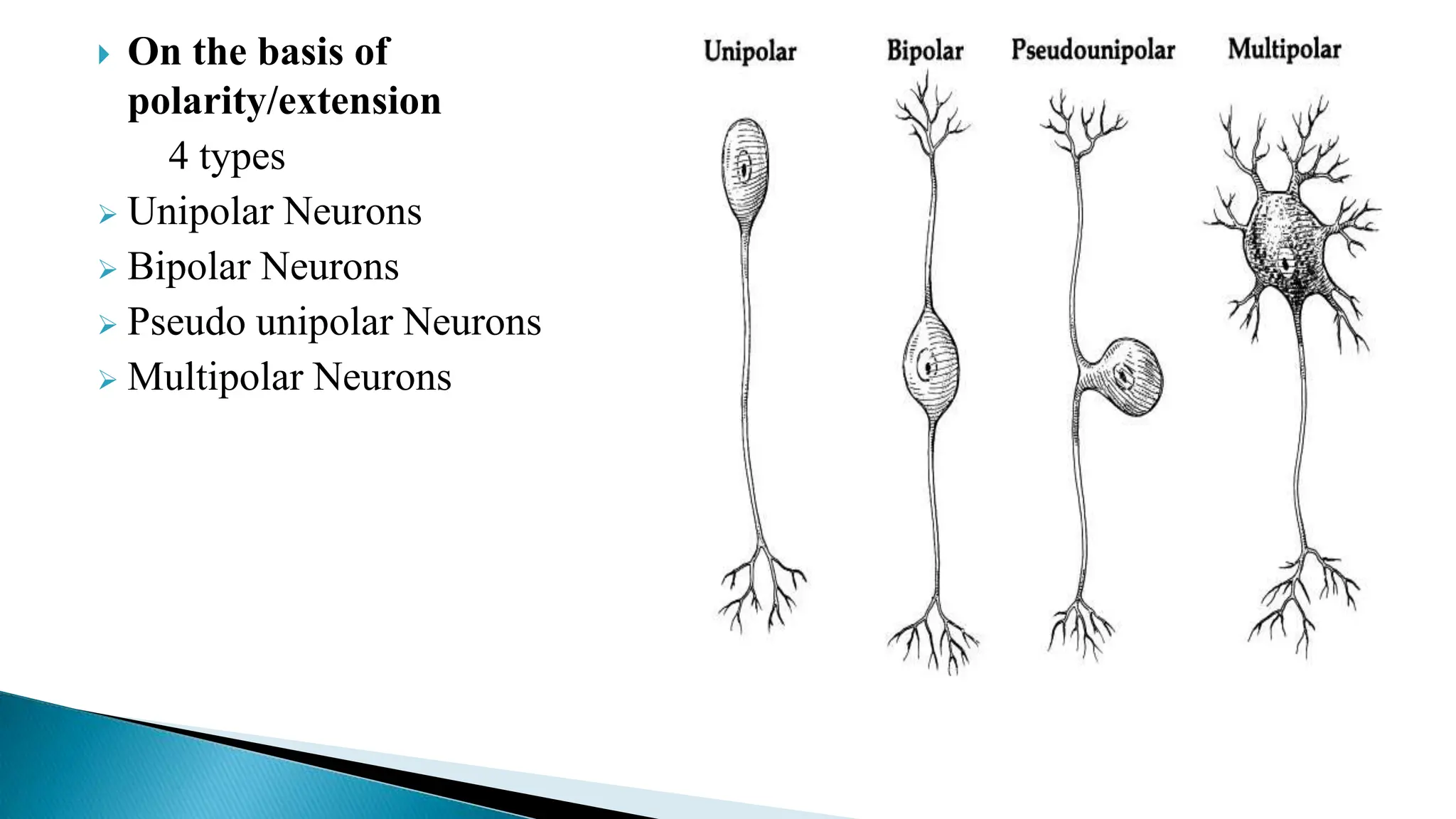  On the basis of
polarity/extension
4 types
 Unipolar Neurons
 Bipolar Neurons
 Pseudo unipolar Neurons
 Multipolar Neurons
 