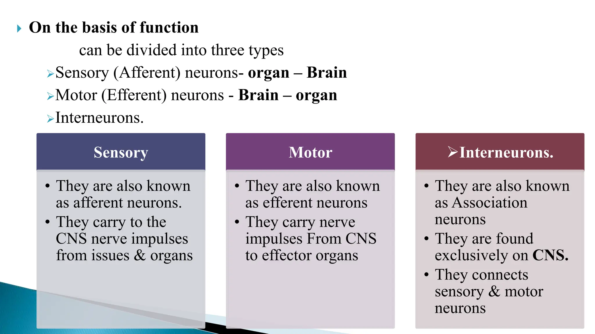  On the basis of function
can be divided into three types
Sensory (Afferent) neurons- organ – Brain
Motor (Efferent) neurons - Brain – organ
Interneurons.
Sensory
• They are also known
as afferent neurons.
• They carry to the
CNS nerve impulses
from issues & organs
Motor
• They are also known
as efferent neurons
• They carry nerve
impulses From CNS
to effector organs
Interneurons.
• They are also known
as Association
neurons
• They are found
exclusively on CNS.
• They connects
sensory & motor
neurons
 