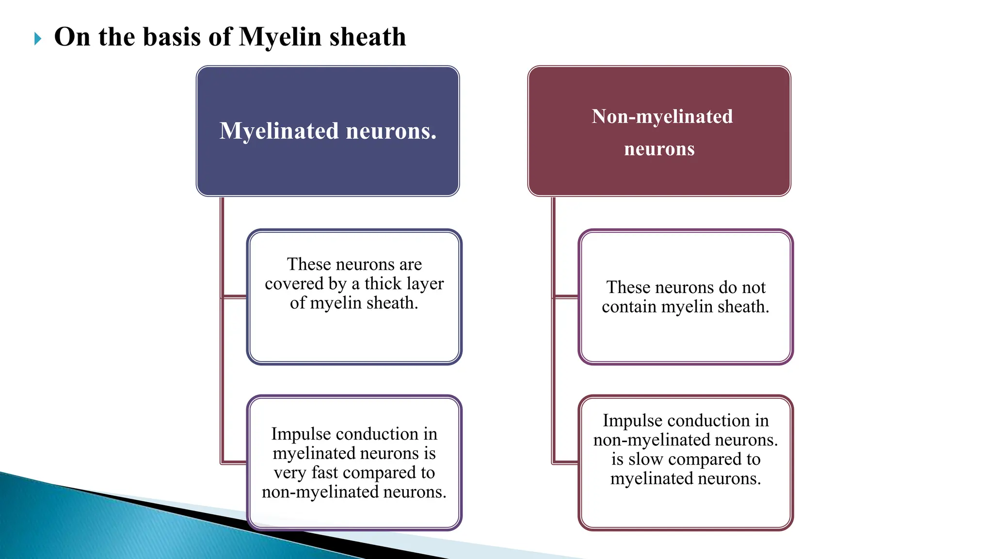  On the basis of Myelin sheath
Myelinated neurons.
These neurons are
covered by a thick layer
of myelin sheath.
Impulse conduction in
myelinated neurons is
very fast compared to
non-myelinated neurons.
Non-myelinated
neurons
These neurons do not
contain myelin sheath.
Impulse conduction in
non-myelinated neurons.
is slow compared to
myelinated neurons.
 