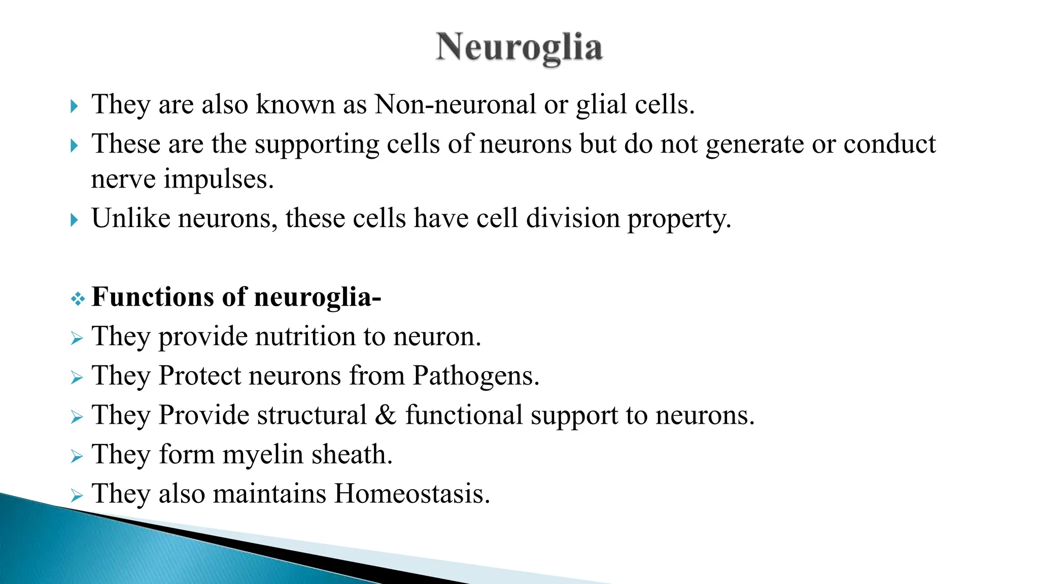  They are also known as Non-neuronal or glial cells.
 These are the supporting cells of neurons but do not generate or conduct
nerve impulses.
 Unlike neurons, these cells have cell division property.
 Functions of neuroglia-
 They provide nutrition to neuron.
 They Protect neurons from Pathogens.
 They Provide structural & functional support to neurons.
 They form myelin sheath.
 They also maintains Homeostasis.
 