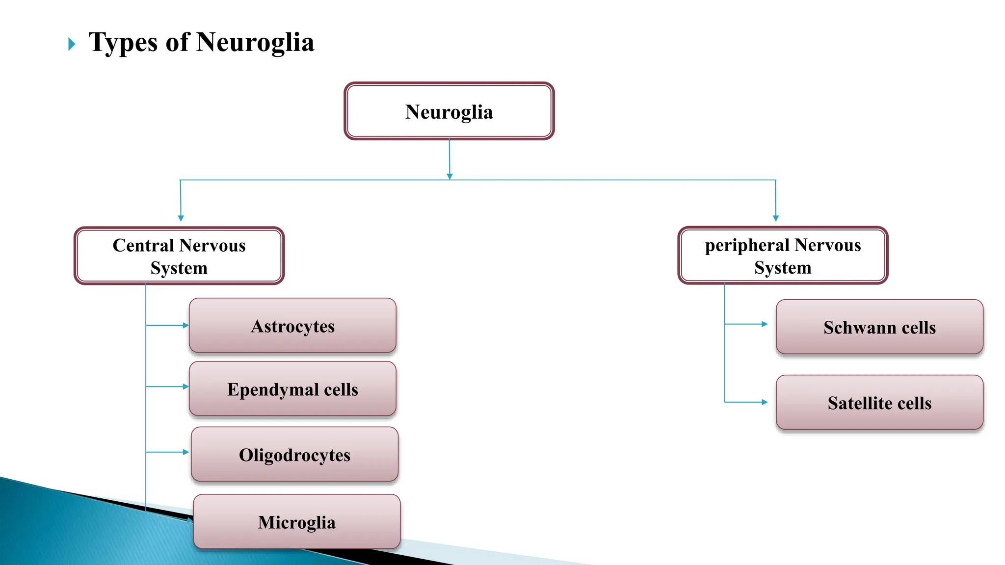  Types of Neuroglia
Neuroglia
peripheral Nervous
System
Oligodrocytes
Ependymal cells
Astrocytes
Central Nervous
System
Schwann cells
Microglia
Satellite cells
 