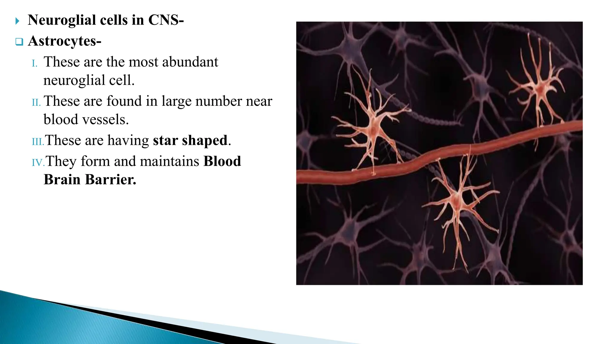  Neuroglial cells in CNS-
 Astrocytes-
I. These are the most abundant
neuroglial cell.
II. These are found in large number near
blood vessels.
III.These are having star shaped.
IV.They form and maintains Blood
Brain Barrier.
 