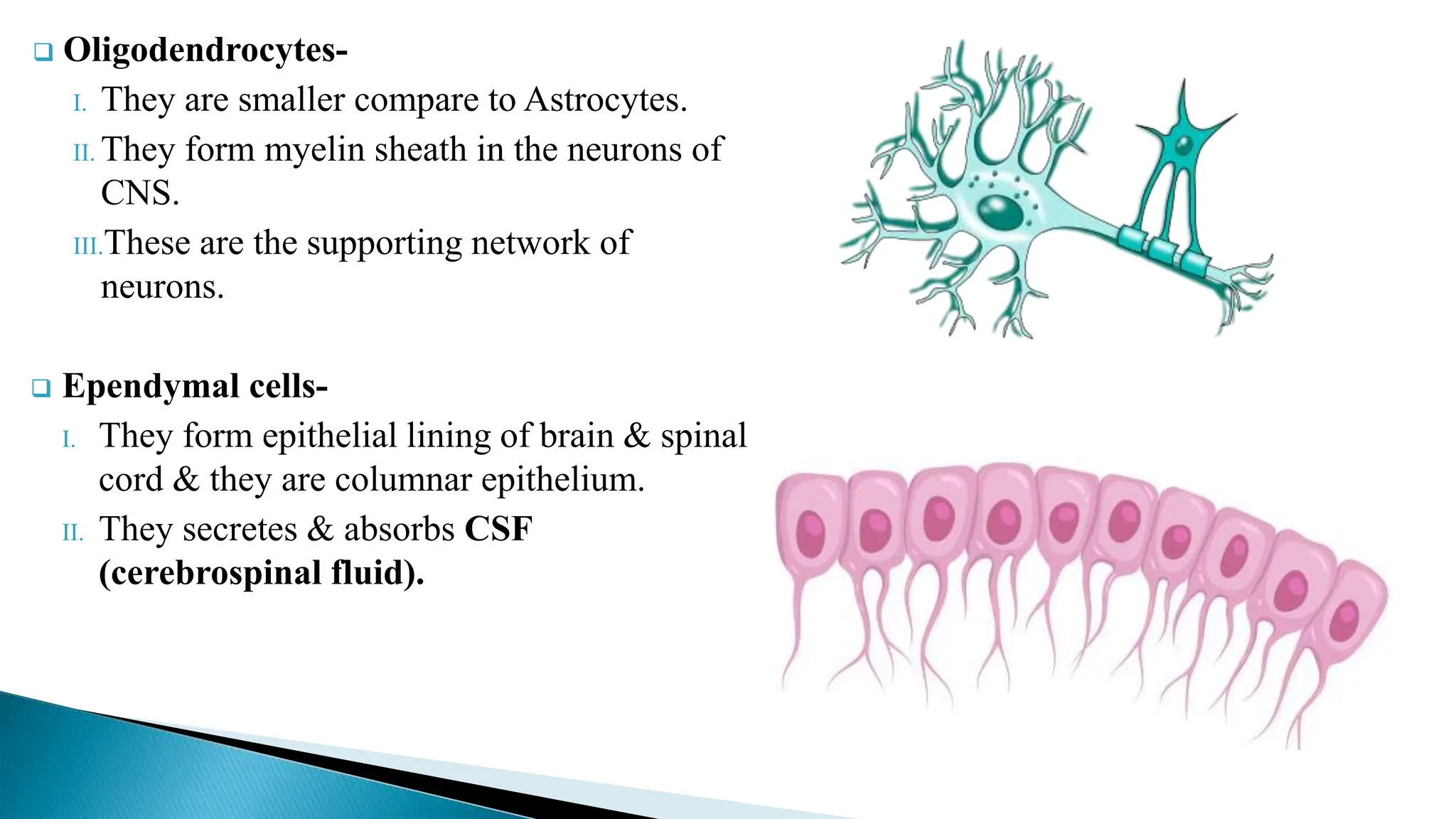  Oligodendrocytes-
I. They are smaller compare to Astrocytes.
II. They form myelin sheath in the neurons of
CNS.
III.These are the supporting network of
neurons.
 Ependymal cells-
I. They form epithelial lining of brain & spinal
cord & they are columnar epithelium.
II. They secretes & absorbs CSF
(cerebrospinal fluid).
 