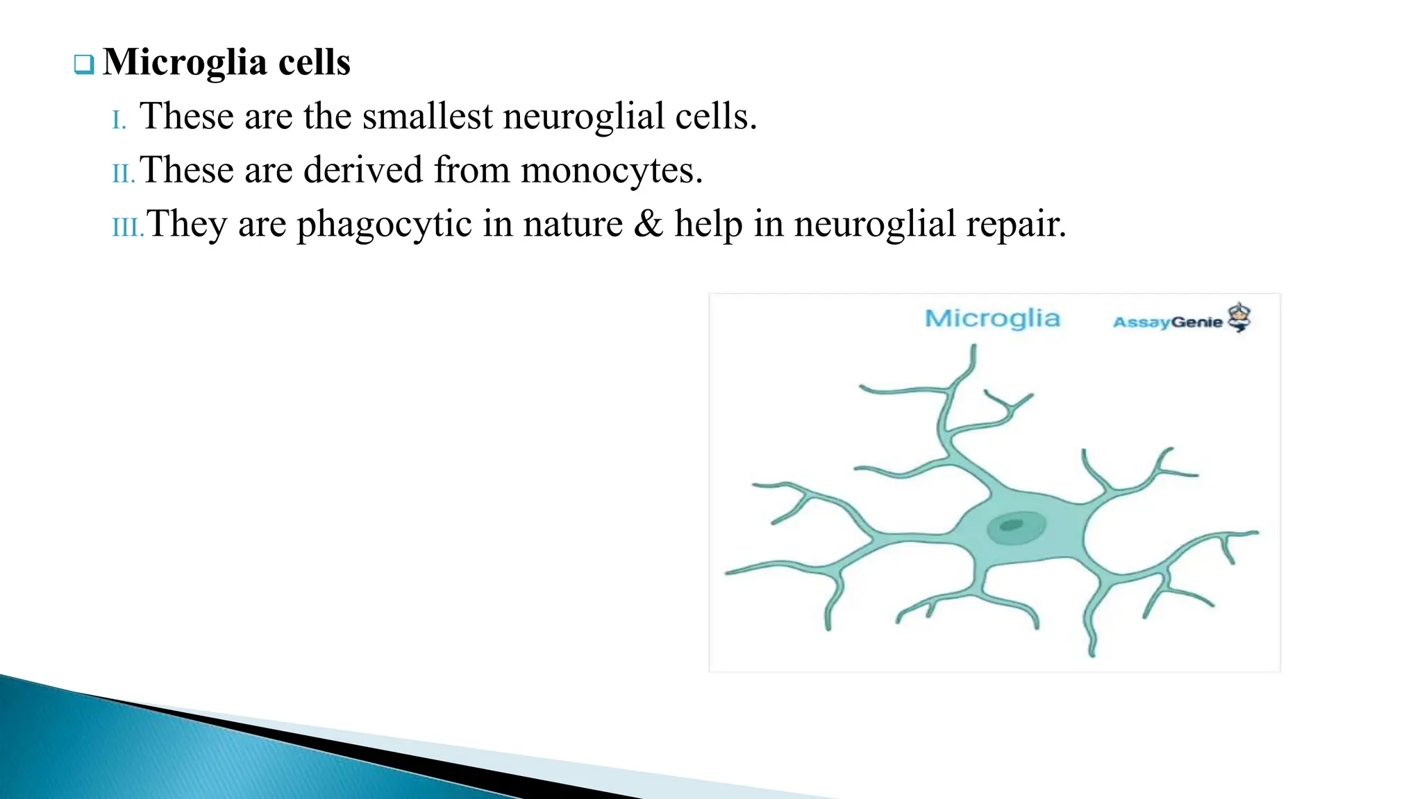 Microglia cells
I. These are the smallest neuroglial cells.
II.These are derived from monocytes.
III.They are phagocytic in nature & help in neuroglial repair.
 