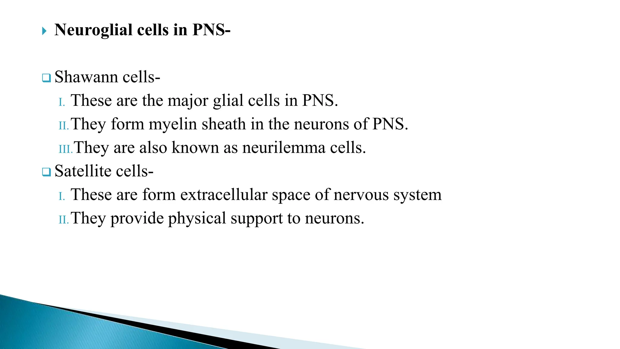  Neuroglial cells in PNS-
 Shawann cells-
I. These are the major glial cells in PNS.
II.They form myelin sheath in the neurons of PNS.
III.They are also known as neurilemma cells.
 Satellite cells-
I. These are form extracellular space of nervous system
II.They provide physical support to neurons.
 