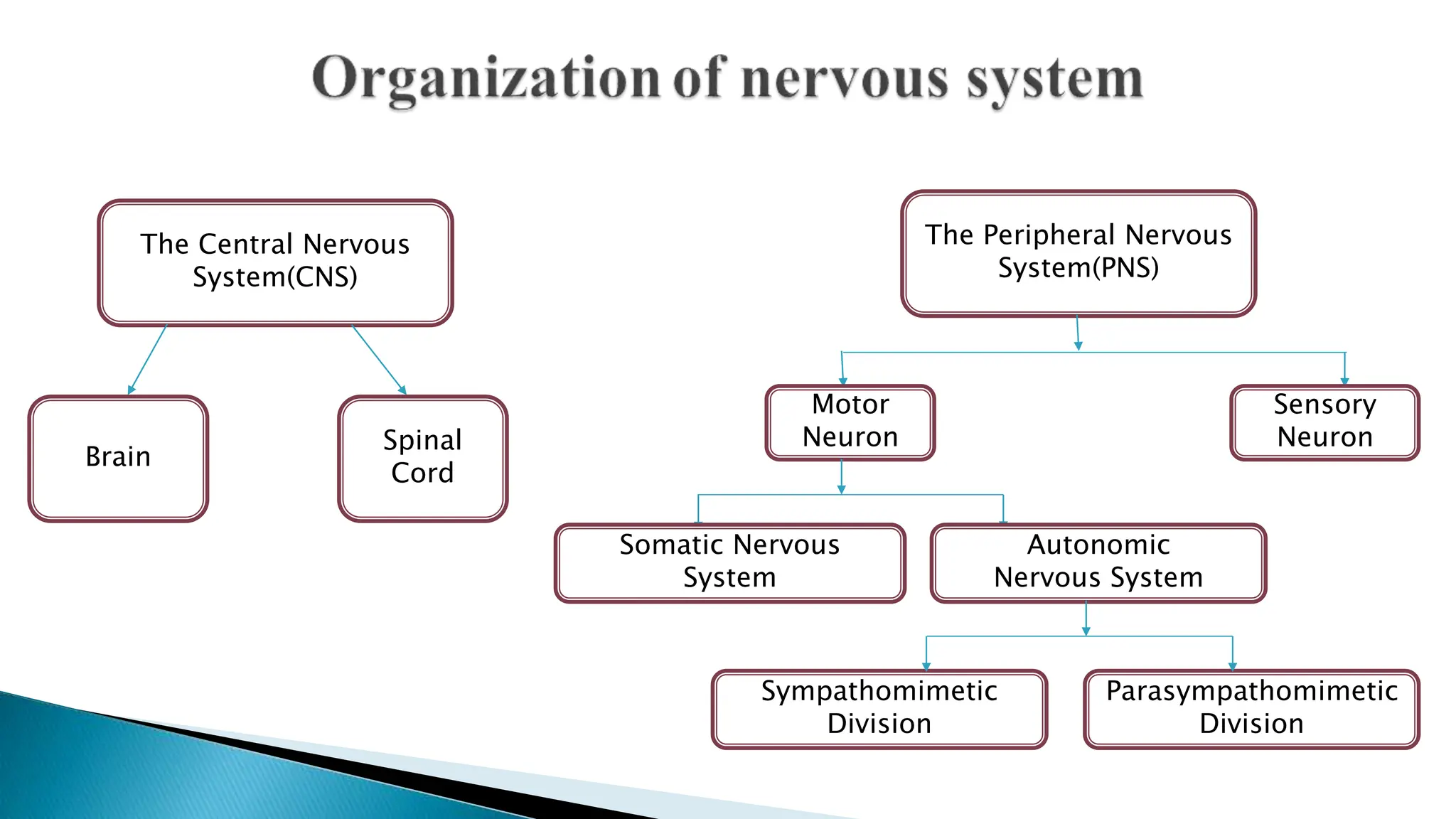 The Central Nervous
System(CNS)
The Peripheral Nervous
System(PNS)
Brain
Spinal
Cord
Motor
Neuron
Sensory
Neuron
Somatic Nervous
System
Autonomic
Nervous System
Sympathomimetic
Division
Parasympathomimetic
Division
 