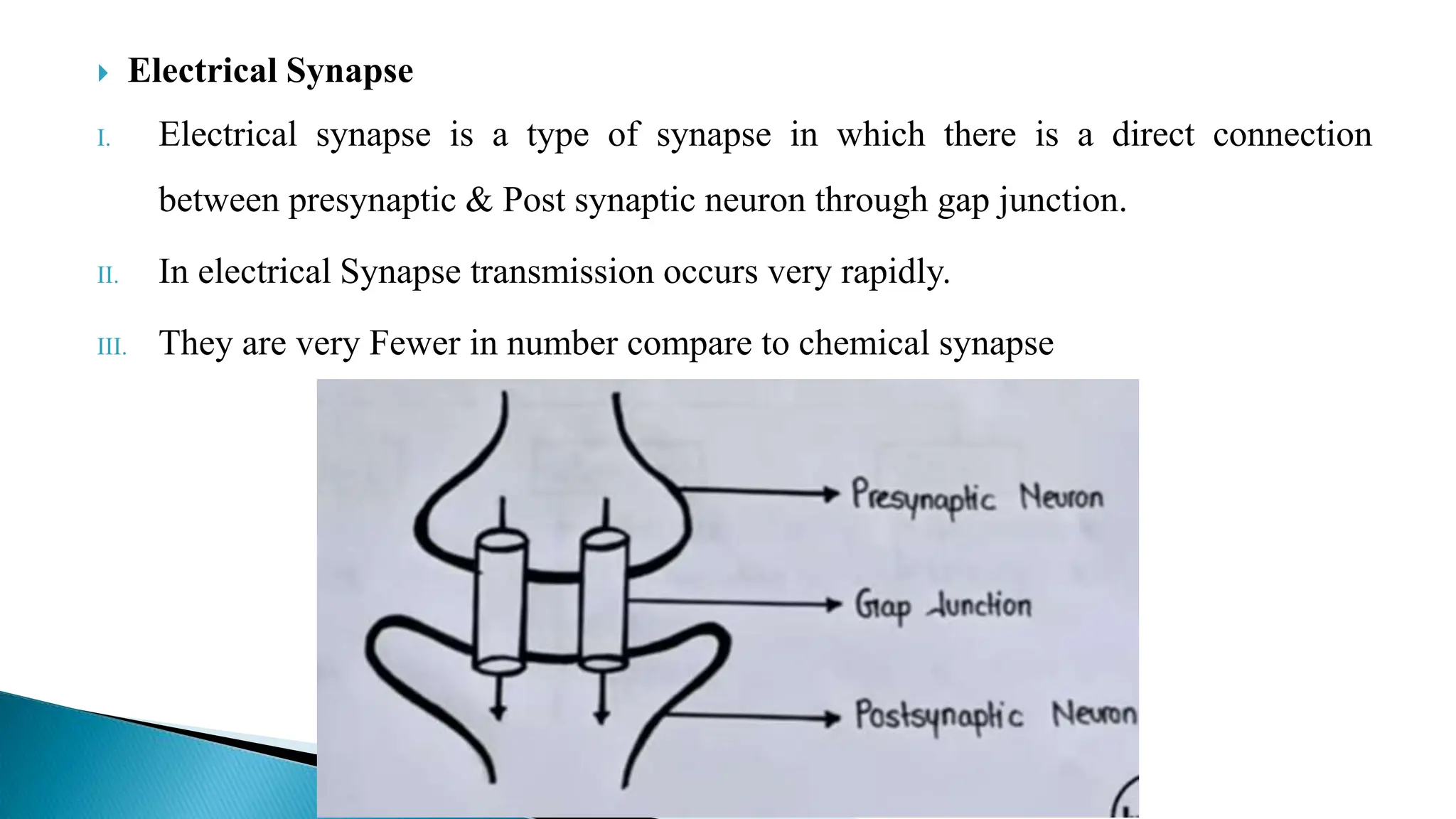  Electrical Synapse
I. Electrical synapse is a type of synapse in which there is a direct connection
between presynaptic & Post synaptic neuron through gap junction.
II. In electrical Synapse transmission occurs very rapidly.
III. They are very Fewer in number compare to chemical synapse
 