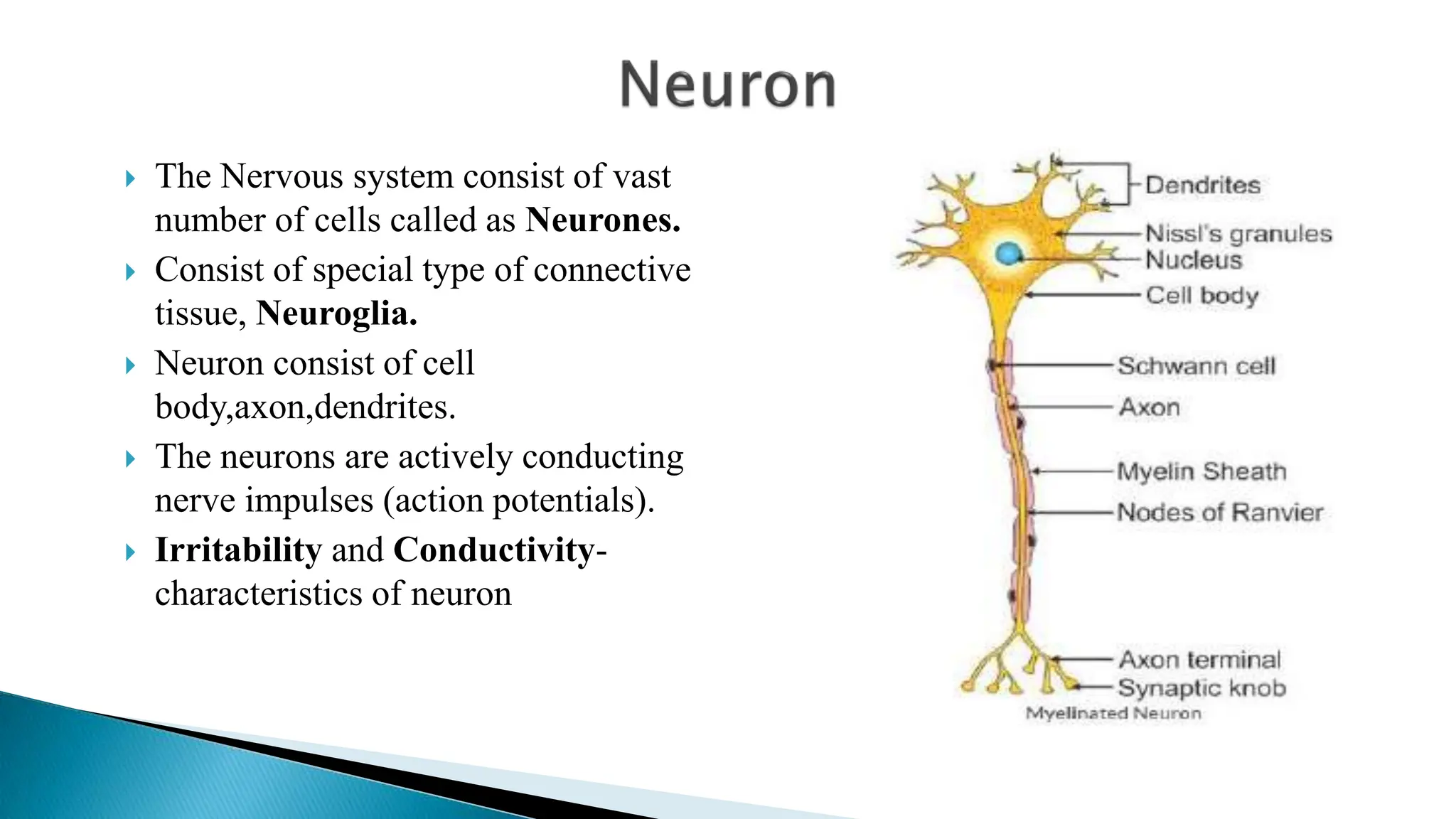  The Nervous system consist of vast
number of cells called as Neurones.
 Consist of special type of connective
tissue, Neuroglia.
 Neuron consist of cell
body,axon,dendrites.
 The neurons are actively conducting
nerve impulses (action potentials).
 Irritability and Conductivity-
characteristics of neuron
 