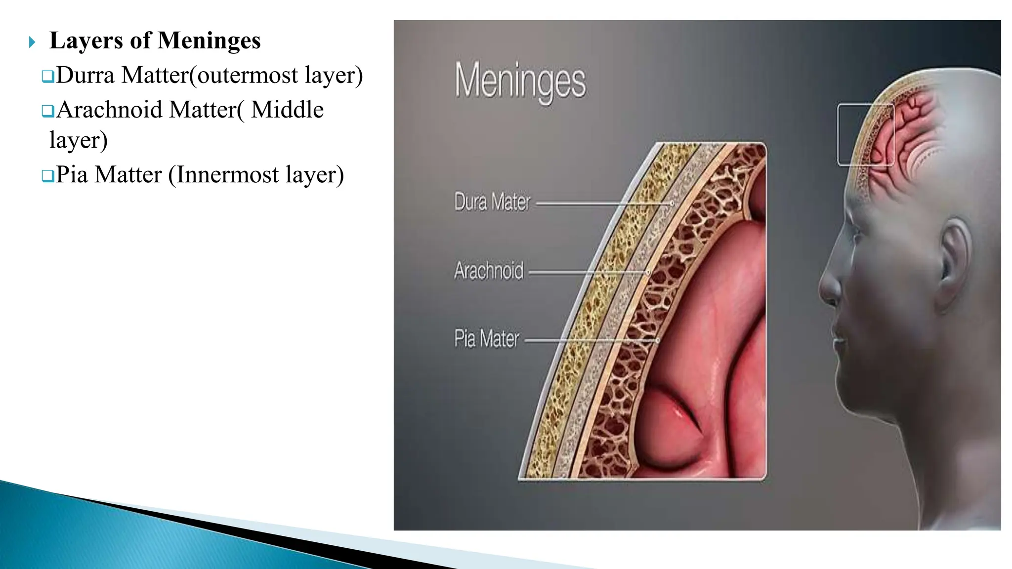  Layers of Meninges
Durra Matter(outermost layer)
Arachnoid Matter( Middle
layer)
Pia Matter (Innermost layer)
 