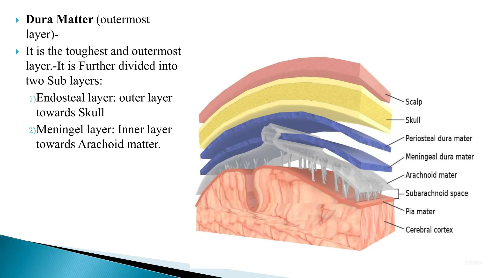  Dura Matter (outermost
layer)-
 It is the toughest and outermost
layer.-It is Further divided into
two Sub layers:
1)Endosteal layer: outer layer
towards Skull
2)Meningel layer: Inner layer
towards Arachoid matter.
 