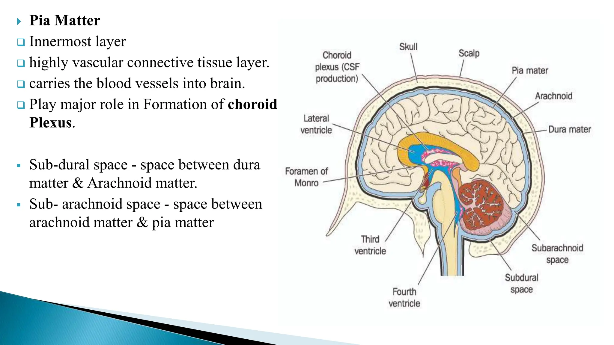  Pia Matter
 Innermost layer
 highly vascular connective tissue layer.
 carries the blood vessels into brain.
 Play major role in Formation of choroid
Plexus.
 Sub-dural space - space between dura
matter & Arachnoid matter.
 Sub- arachnoid space - space between
arachnoid matter & pia matter
 