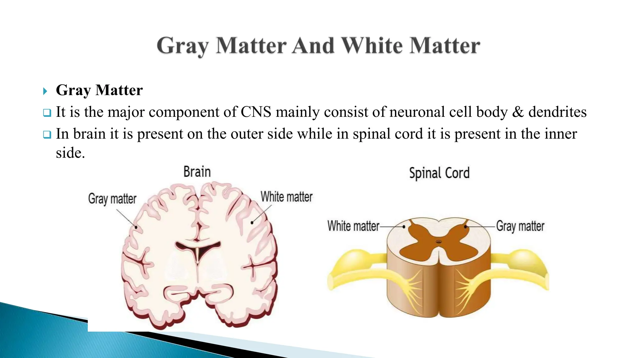  Gray Matter
 It is the major component of CNS mainly consist of neuronal cell body & dendrites
 In brain it is present on the outer side while in spinal cord it is present in the inner
side.
 