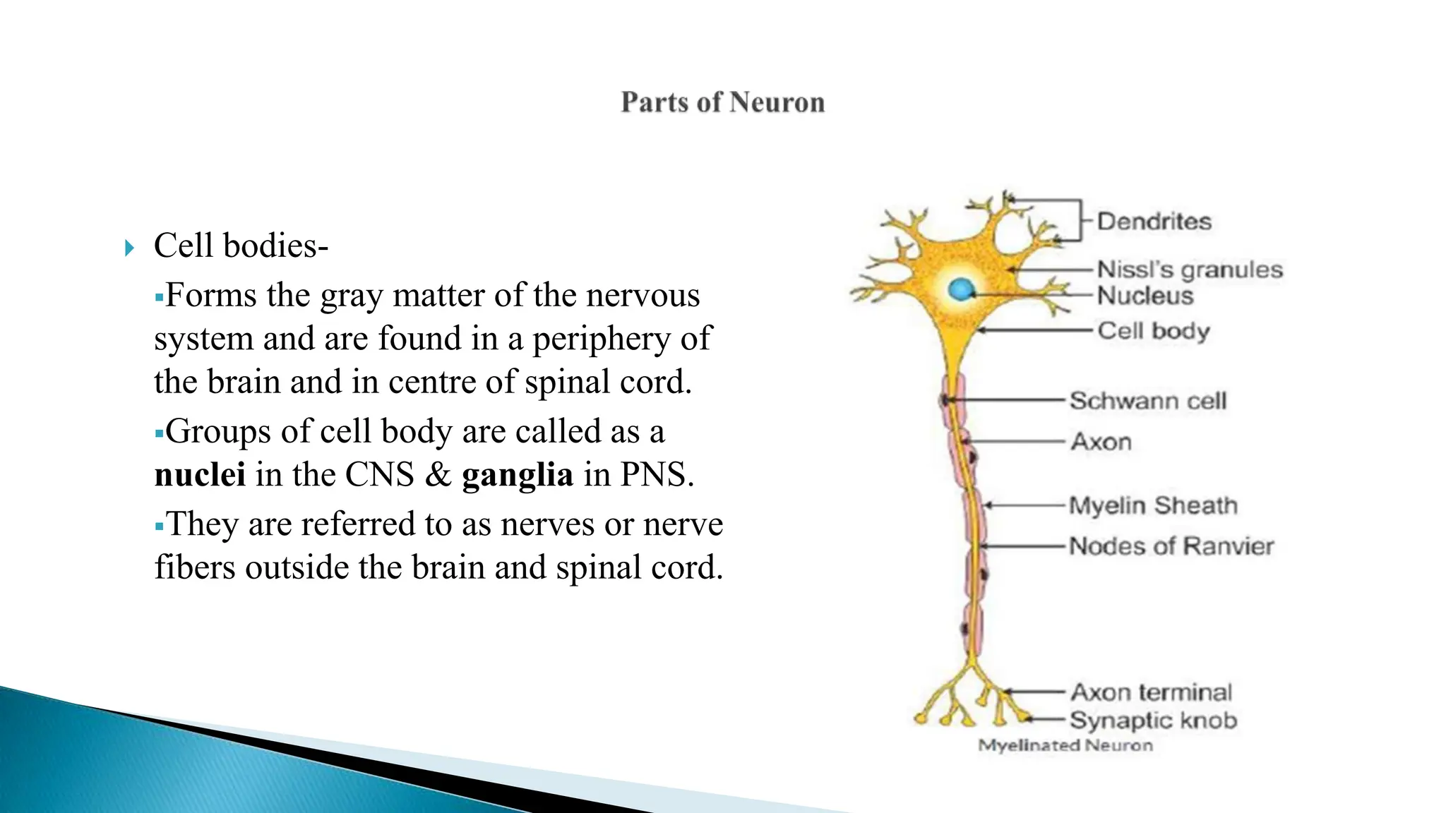  Cell bodies-
Forms the gray matter of the nervous
system and are found in a periphery of
the brain and in centre of spinal cord.
Groups of cell body are called as a
nuclei in the CNS & ganglia in PNS.
They are referred to as nerves or nerve
fibers outside the brain and spinal cord.
 