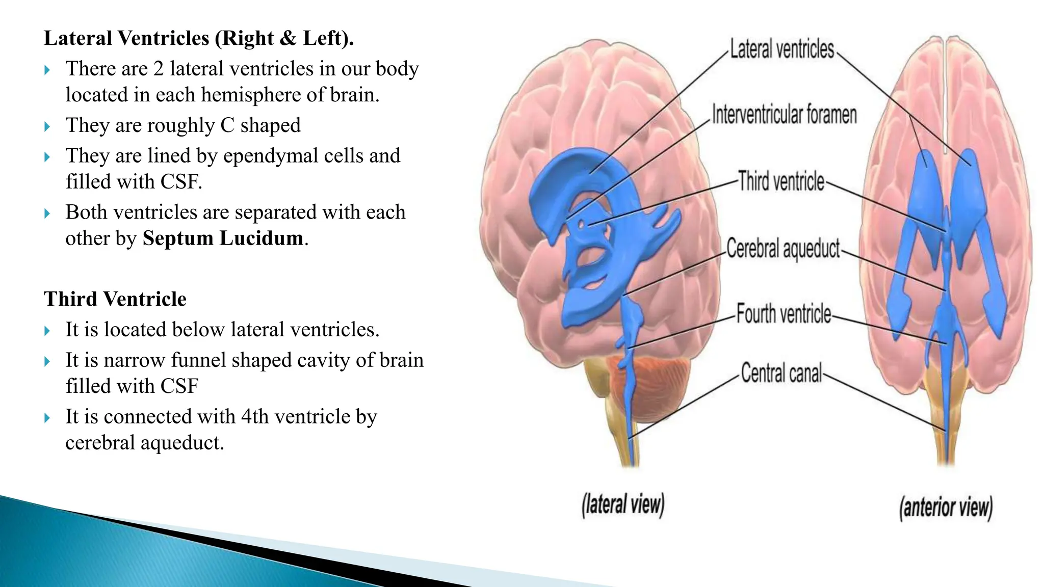 Lateral Ventricles (Right & Left).
 There are 2 lateral ventricles in our body
located in each hemisphere of brain.
 They are roughly C shaped
 They are lined by ependymal cells and
filled with CSF.
 Both ventricles are separated with each
other by Septum Lucidum.
Third Ventricle
 It is located below lateral ventricles.
 It is narrow funnel shaped cavity of brain
filled with CSF
 It is connected with 4th ventricle by
cerebral aqueduct.
 