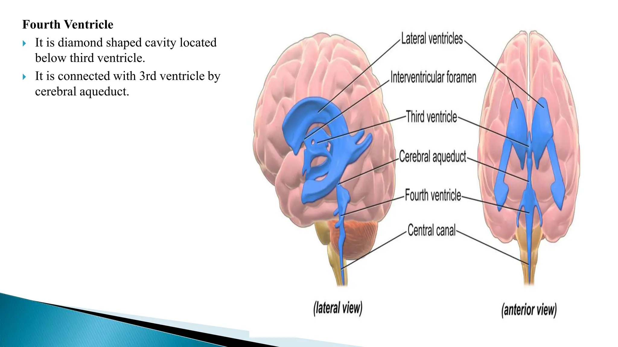 Fourth Ventricle
 It is diamond shaped cavity located
below third ventricle.
 It is connected with 3rd ventricle by
cerebral aqueduct.
 