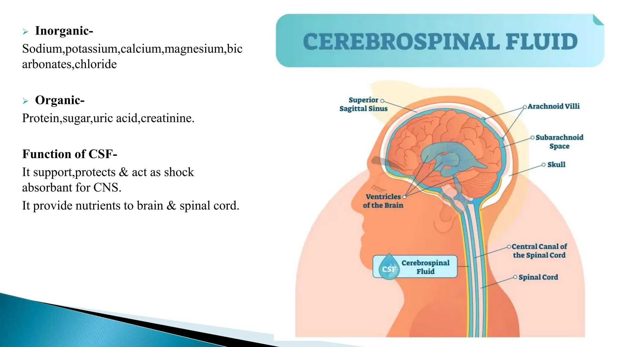  Inorganic-
Sodium,potassium,calcium,magnesium,bic
arbonates,chloride
 Organic-
Protein,sugar,uric acid,creatinine.
Function of CSF-
It support,protects & act as shock
absorbant for CNS.
It provide nutrients to brain & spinal cord.
 