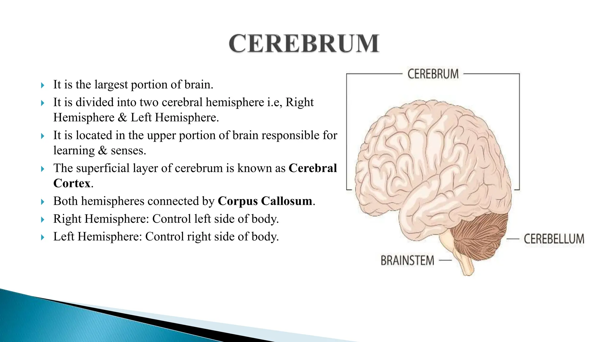  It is the largest portion of brain.
 It is divided into two cerebral hemisphere i.e, Right
Hemisphere & Left Hemisphere.
 It is located in the upper portion of brain responsible for
learning & senses.
 The superficial layer of cerebrum is known as Cerebral
Cortex.
 Both hemispheres connected by Corpus Callosum.
 Right Hemisphere: Control left side of body.
 Left Hemisphere: Control right side of body.
 