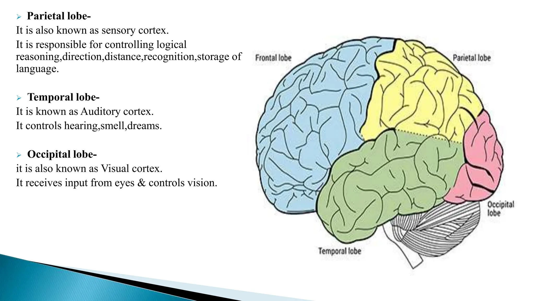  Parietal lobe-
It is also known as sensory cortex.
It is responsible for controlling logical
reasoning,direction,distance,recognition,storage of
language.
 Temporal lobe-
It is known as Auditory cortex.
It controls hearing,smell,dreams.
 Occipital lobe-
it is also known as Visual cortex.
It receives input from eyes & controls vision.
 