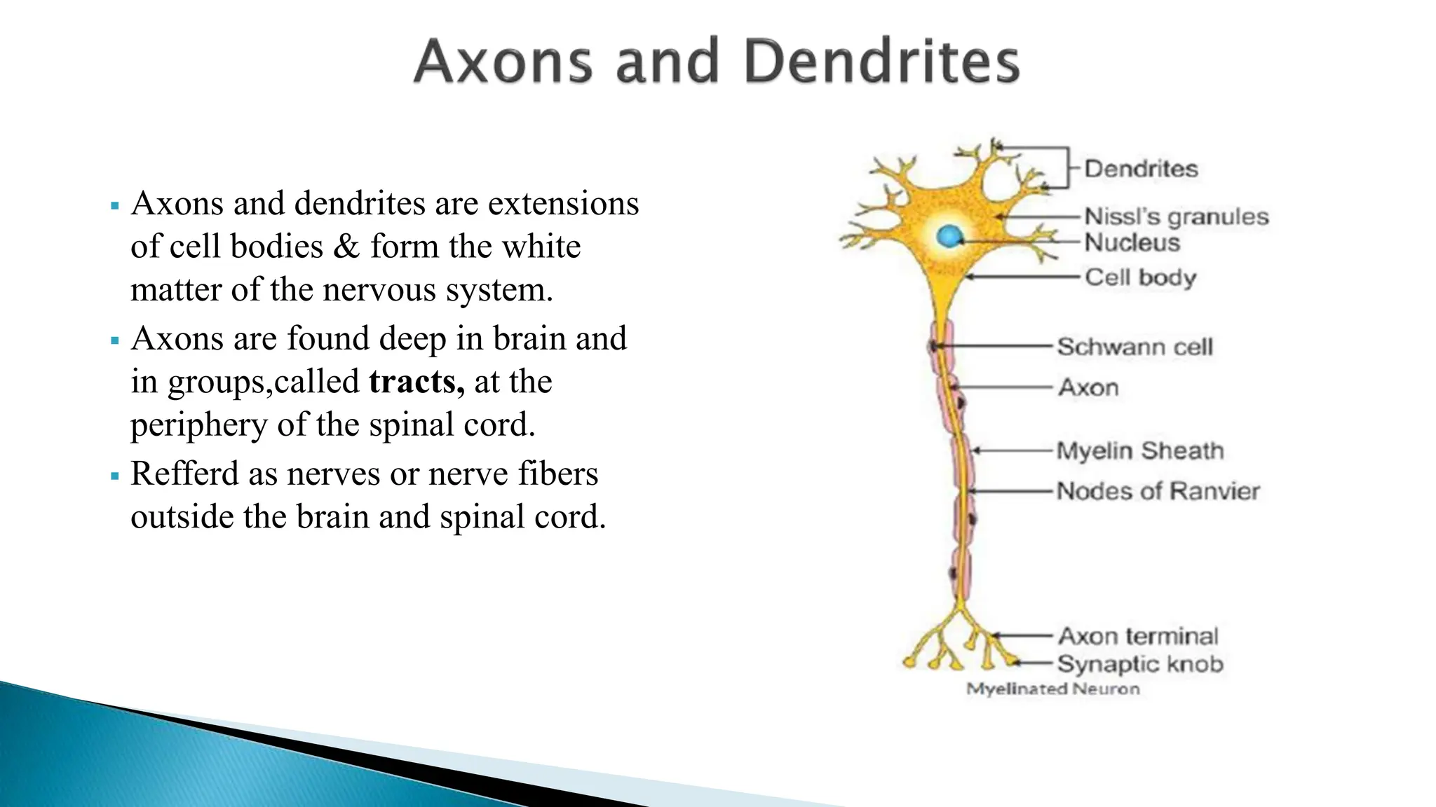  Axons and dendrites are extensions
of cell bodies & form the white
matter of the nervous system.
 Axons are found deep in brain and
in groups,called tracts, at the
periphery of the spinal cord.
 Refferd as nerves or nerve fibers
outside the brain and spinal cord.
 