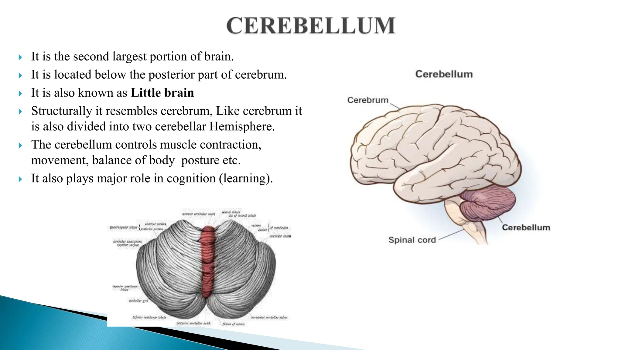  It is the second largest portion of brain.
 It is located below the posterior part of cerebrum.
 It is also known as Little brain
 Structurally it resembles cerebrum, Like cerebrum it
is also divided into two cerebellar Hemisphere.
 The cerebellum controls muscle contraction,
movement, balance of body posture etc.
 It also plays major role in cognition (learning).
 