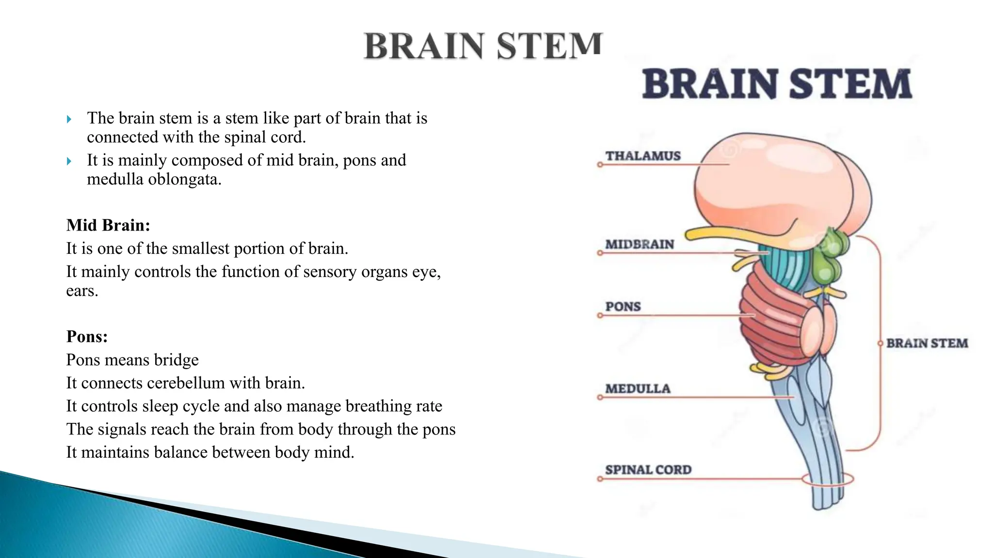  The brain stem is a stem like part of brain that is
connected with the spinal cord.
 It is mainly composed of mid brain, pons and
medulla oblongata.
Mid Brain:
It is one of the smallest portion of brain.
It mainly controls the function of sensory organs eye,
ears.
Pons:
Pons means bridge
It connects cerebellum with brain.
It controls sleep cycle and also manage breathing rate
The signals reach the brain from body through the pons
It maintains balance between body mind.
 