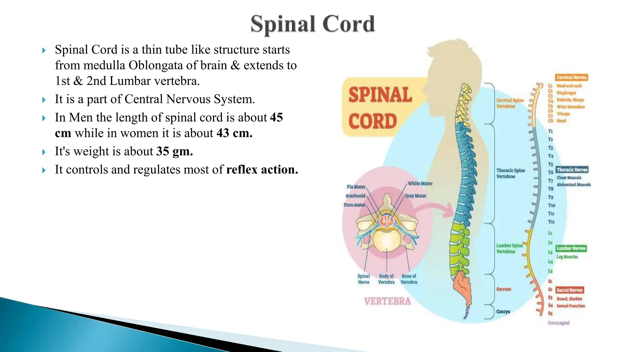  Spinal Cord is a thin tube like structure starts
from medulla Oblongata of brain & extends to
1st & 2nd Lumbar vertebra.
 It is a part of Central Nervous System.
 In Men the length of spinal cord is about 45
cm while in women it is about 43 cm.
 It's weight is about 35 gm.
 It controls and regulates most of reflex action.
 