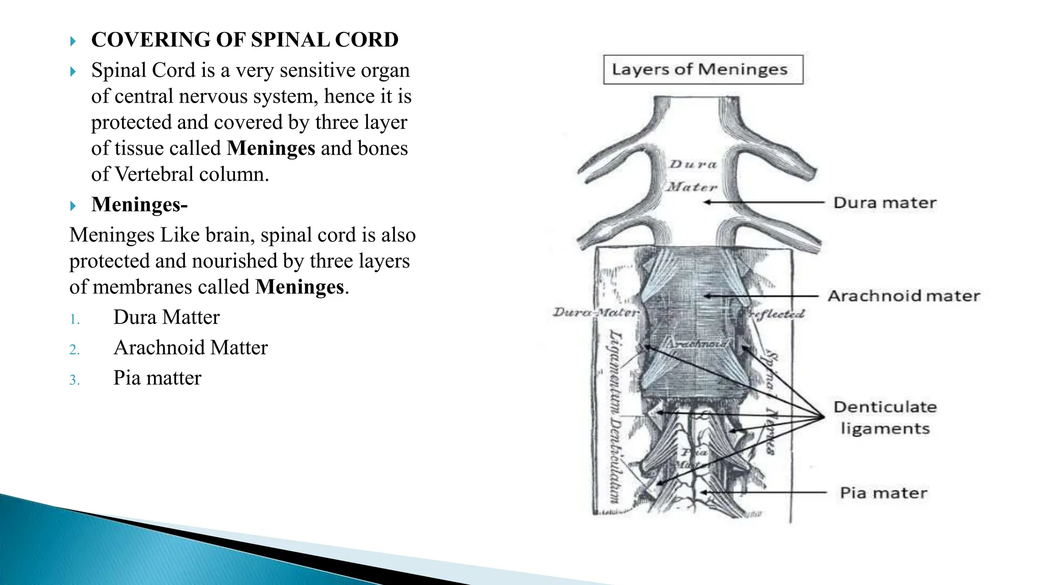 COVERING OF SPINAL CORD
 Spinal Cord is a very sensitive organ
of central nervous system, hence it is
protected and covered by three layer
of tissue called Meninges and bones
of Vertebral column.
 Meninges-
Meninges Like brain, spinal cord is also
protected and nourished by three layers
of membranes called Meninges.
1. Dura Matter
2. Arachnoid Matter
3. Pia matter
 