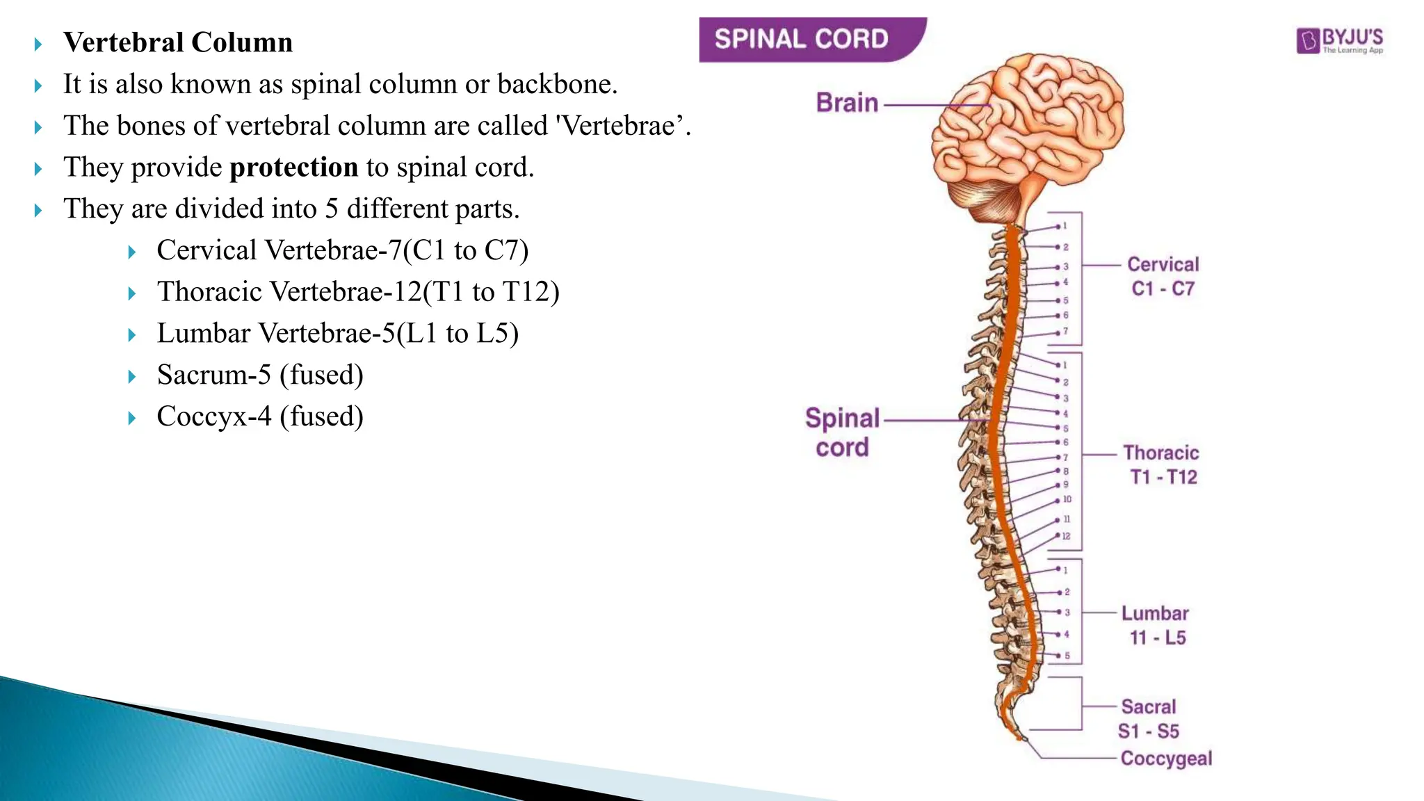  Vertebral Column
 It is also known as spinal column or backbone.
 The bones of vertebral column are called 'Vertebrae’.
 They provide protection to spinal cord.
 They are divided into 5 different parts.
 Cervical Vertebrae-7(C1 to C7)
 Thoracic Vertebrae-12(T1 to T12)
 Lumbar Vertebrae-5(L1 to L5)
 Sacrum-5 (fused)
 Coccyx-4 (fused)
 