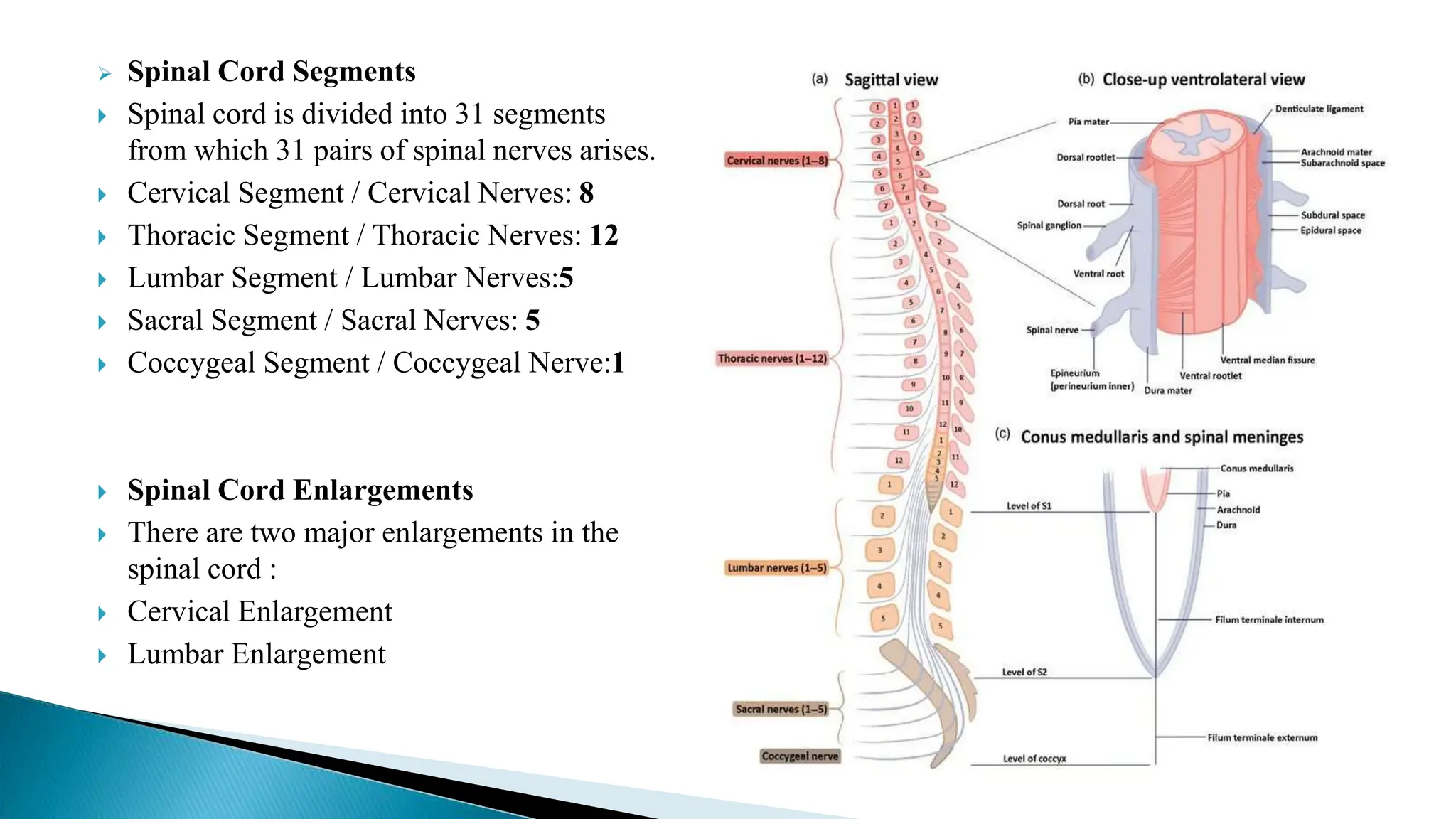  Spinal Cord Segments
 Spinal cord is divided into 31 segments
from which 31 pairs of spinal nerves arises.
 Cervical Segment / Cervical Nerves: 8
 Thoracic Segment / Thoracic Nerves: 12
 Lumbar Segment / Lumbar Nerves:5
 Sacral Segment / Sacral Nerves: 5
 Coccygeal Segment / Coccygeal Nerve:1
 Spinal Cord Enlargements
 There are two major enlargements in the
spinal cord :
 Cervical Enlargement
 Lumbar Enlargement
 