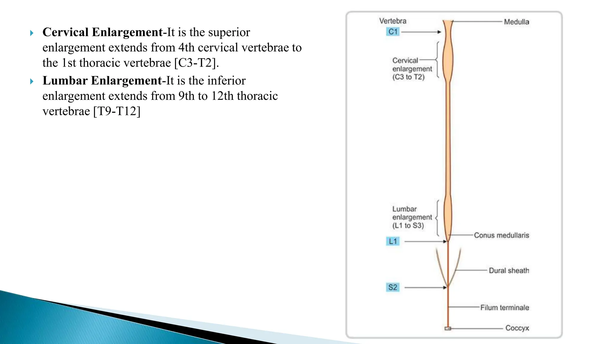 Cervical Enlargement-It is the superior
enlargement extends from 4th cervical vertebrae to
the 1st thoracic vertebrae [C3-T2].
 Lumbar Enlargement-It is the inferior
enlargement extends from 9th to 12th thoracic
vertebrae [T9-T12]
 