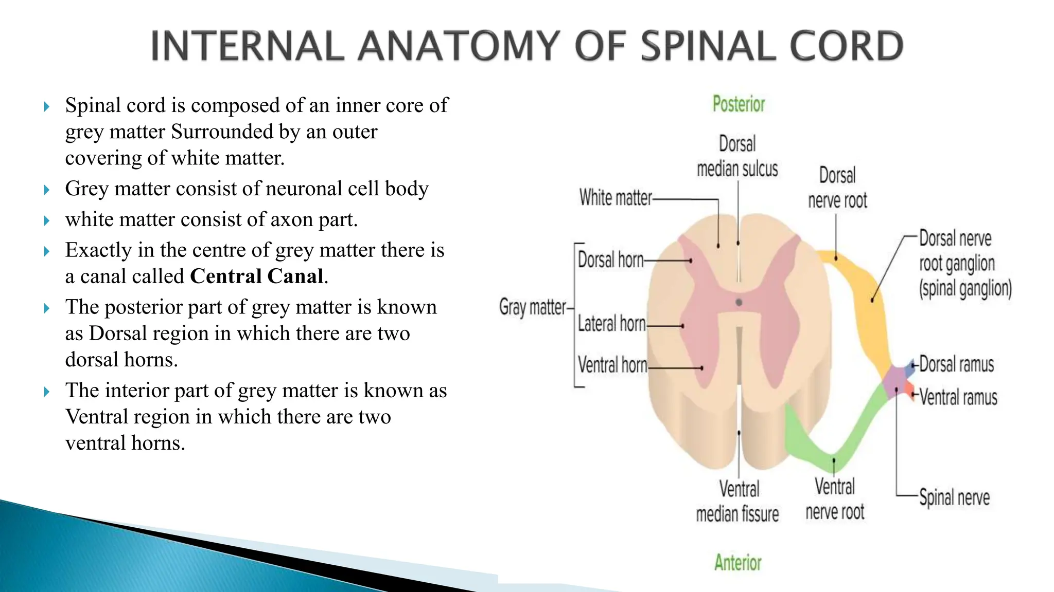  Spinal cord is composed of an inner core of
grey matter Surrounded by an outer
covering of white matter.
 Grey matter consist of neuronal cell body
 white matter consist of axon part.
 Exactly in the centre of grey matter there is
a canal called Central Canal.
 The posterior part of grey matter is known
as Dorsal region in which there are two
dorsal horns.
 The interior part of grey matter is known as
Ventral region in which there are two
ventral horns.
 