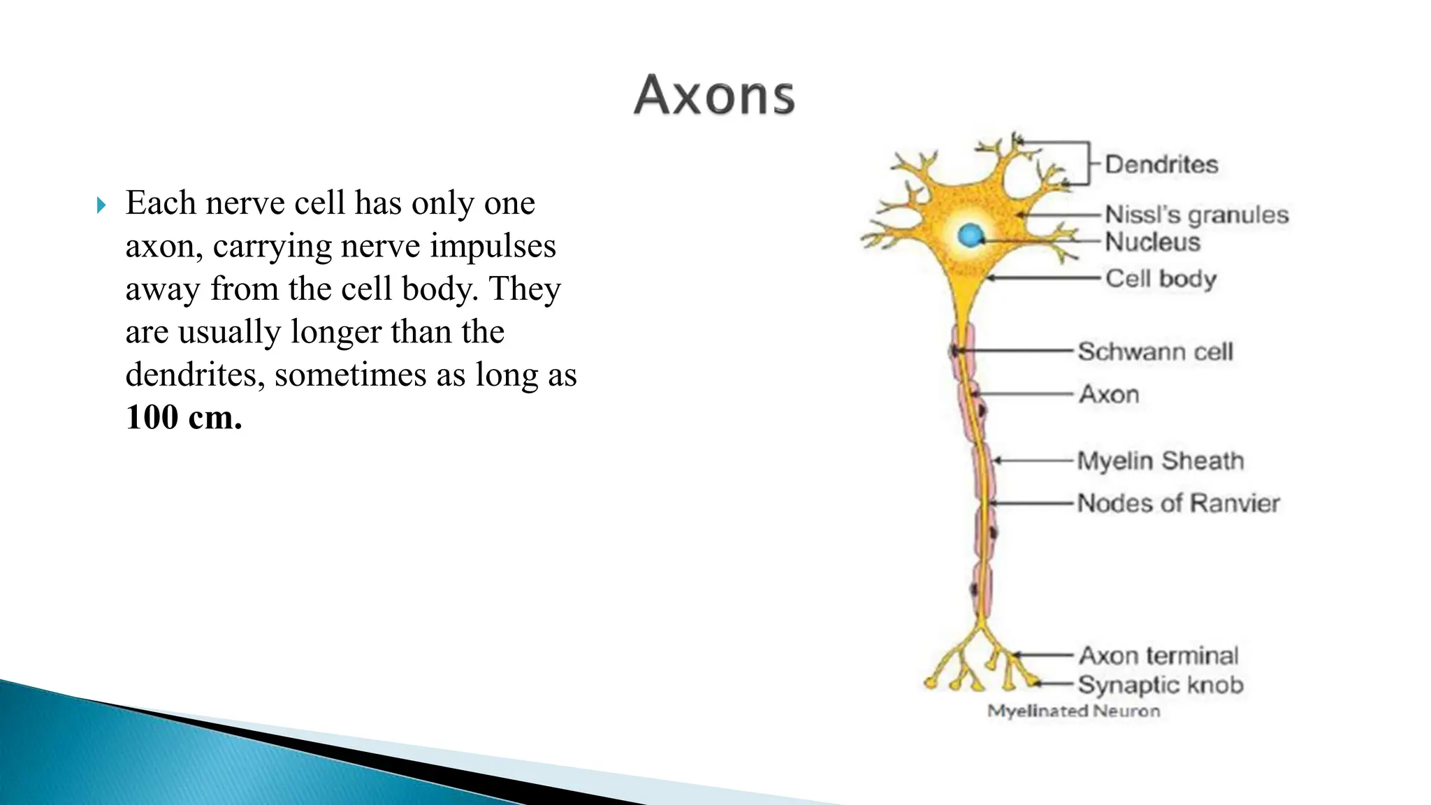  Each nerve cell has only one
axon, carrying nerve impulses
away from the cell body. They
are usually longer than the
dendrites, sometimes as long as
100 cm.
 