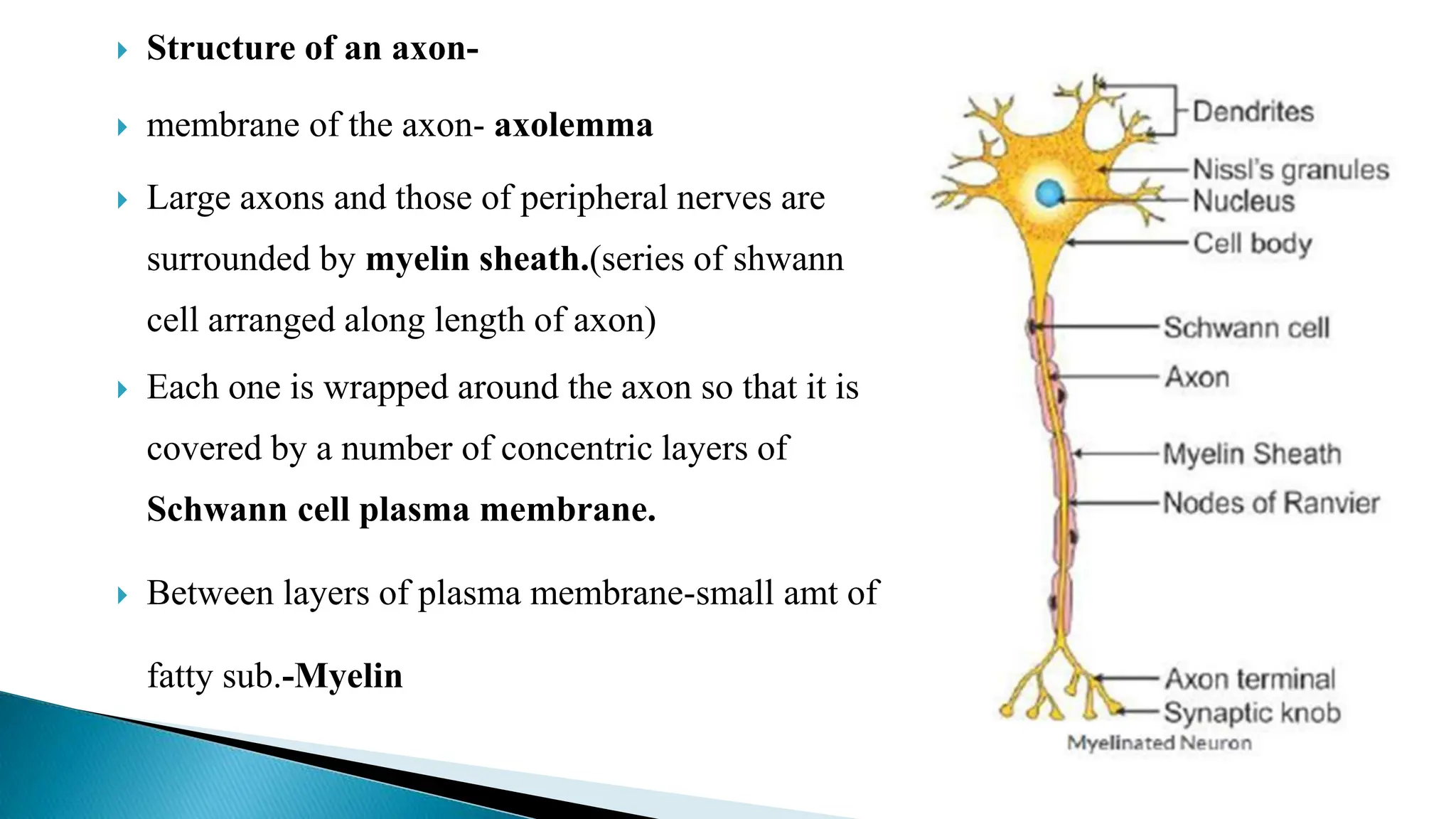  Structure of an axon-
 membrane of the axon- axolemma
 Large axons and those of peripheral nerves are
surrounded by myelin sheath.(series of shwann
cell arranged along length of axon)
 Each one is wrapped around the axon so that it is
covered by a number of concentric layers of
Schwann cell plasma membrane.
 Between layers of plasma membrane-small amt of
fatty sub.-Myelin
 