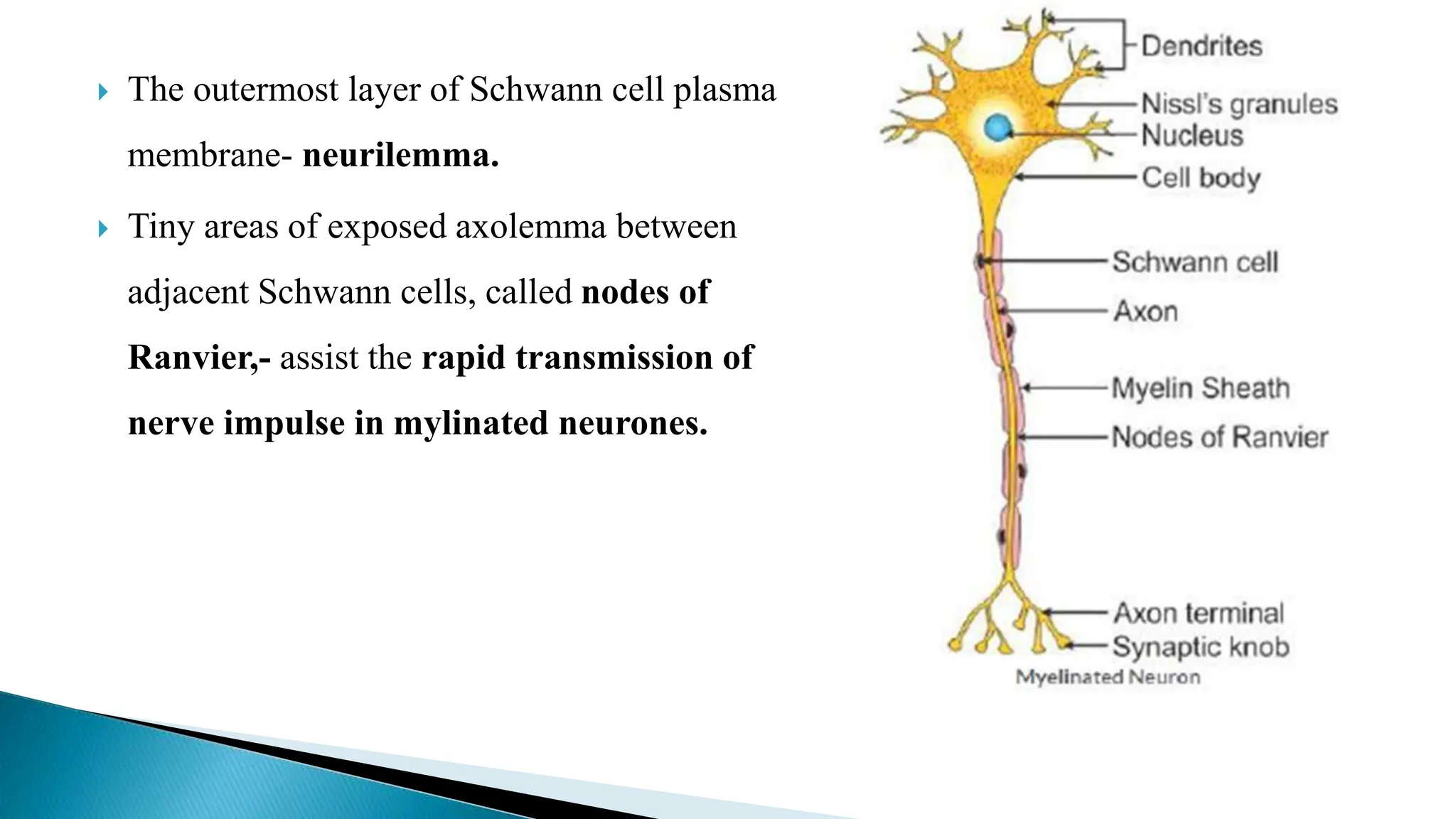  The outermost layer of Schwann cell plasma
membrane- neurilemma.
 Tiny areas of exposed axolemma between
adjacent Schwann cells, called nodes of
Ranvier,- assist the rapid transmission of
nerve impulse in mylinated neurones.
 