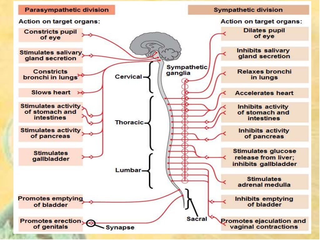 Unit 1 nervous system(1)