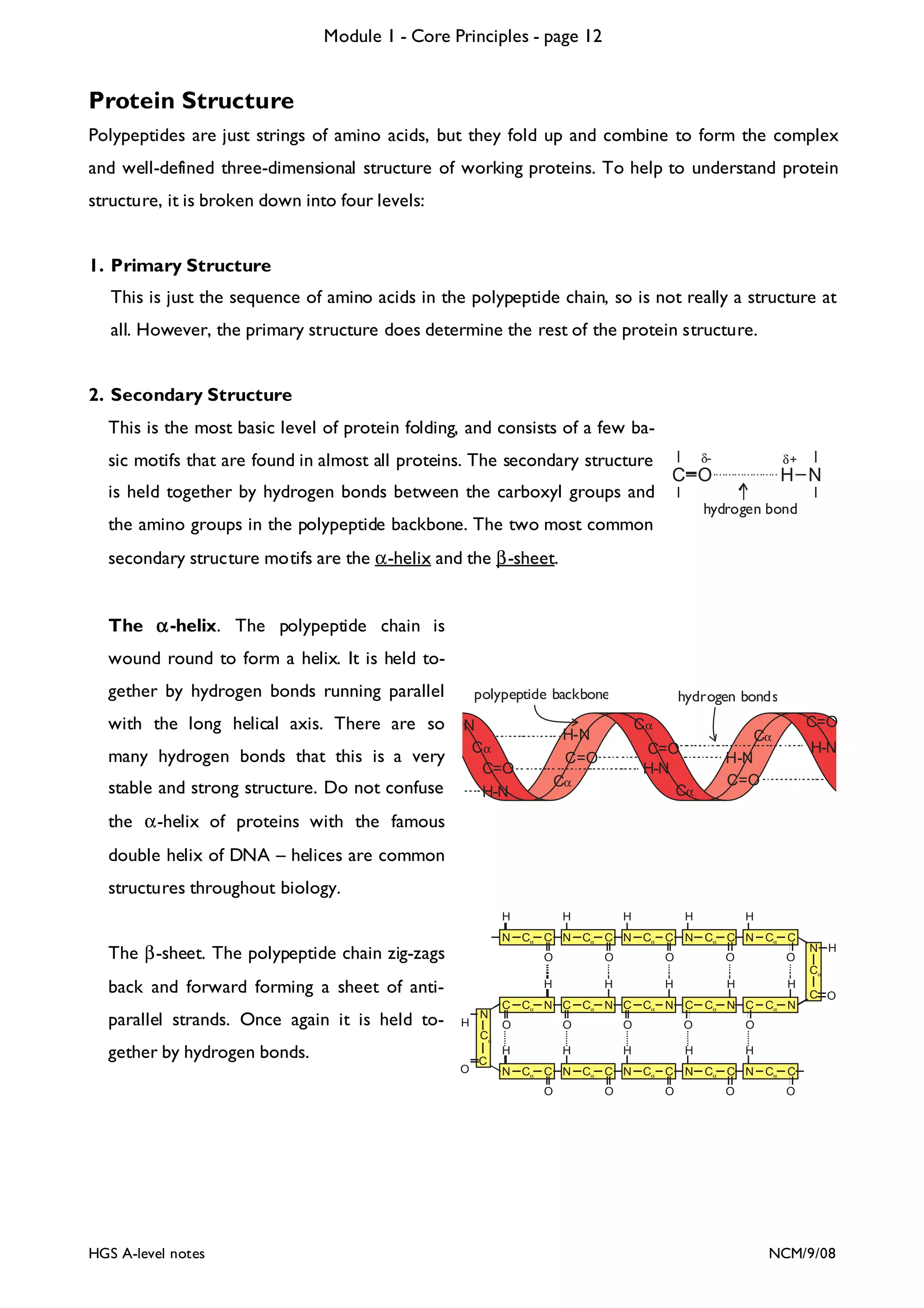 Module 1 - Core Principles - page 12

Protein Structure
Polypeptides are just strings of amino acids, but they fold up and combine to form the complex
and well-defined three-dimensional structure of working proteins. To help to understand protein
structure, it is broken down into four levels:

1. Primary Structure
This is just the sequence of amino acids in the polypeptide chain, so is not really a structure at
all. However, the primary structure does determine the rest of the protein structure.

2. Secondary Structure
This is the most basic level of protein folding, and consists of a few basic motifs that are found in almost all proteins. The secondary structure
is held together by hydrogen bonds between the carboxyl groups and

δ-

δ+

C O

H N

hydrogen bond

the amino groups in the polypeptide backbone. The two most common
secondary structure motifs are the α-helix and the β-sheet.
The α -helix. The polypeptide chain is
wound round to form a helix. It is held together by hydrogen bonds running parallel
with the long helical axis. There are so
many hydrogen bonds that this is a very
stable and strong structure. Do not confuse

polypeptide backbone
N
Cα
C=O
H-N

hydrogen bonds
Cα

H-N
C=O
Cα

C=O
H-N
Cα

C=O

Cα

H-N

H-N
C=O

the α-helix of proteins with the famous
double helix of DNA – helices are common
structures throughout biology.
H

H

Cα C N

Cα C N

O

O

O

O

O

H

The β-sheet. The polypeptide chain zig-zags

H

N

H

H

H

H

H

C

Cα N C

Cα N C

O

O

H
N

Cα C

H

N

Cα C N

Cα C

N H
Cα

back and forward forming a sheet of antiH

Cα

gether by hydrogen bonds.
O

HGS A-level notes

C

C

Cα N C

O

O

Cα N

H

H

H

H

Cα C N

Cα C N

N

Cα C N

O

Cα C
O

O

Cα N

C O

O

O

parallel strands. Once again it is held to-

N

Cα C
O

NCM/9/08

 