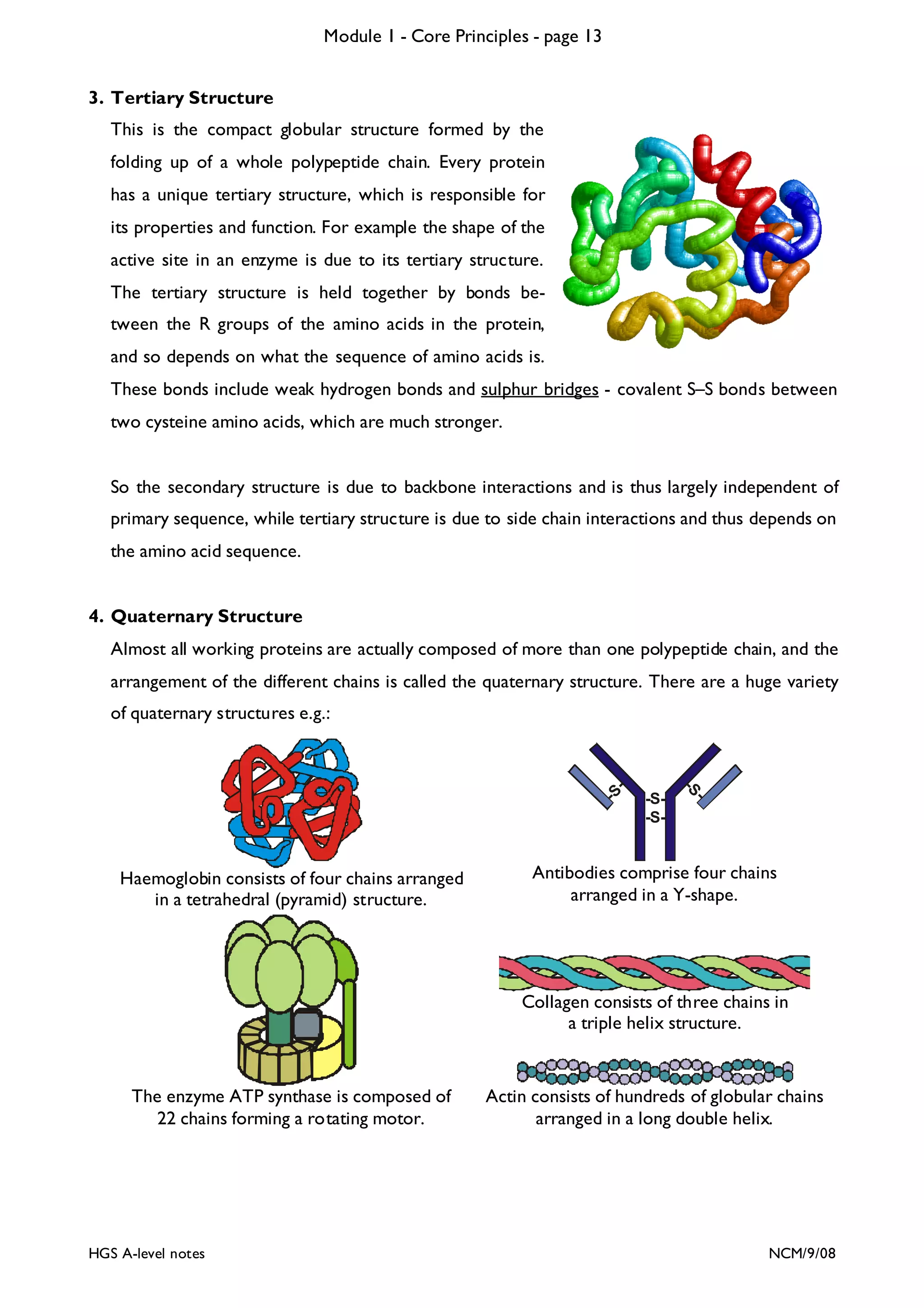 Module 1 - Core Principles - page 13
3. Tertiary Structure
This is the compact globular structure formed by the
folding up of a whole polypeptide chain. Every protein
has a unique tertiary structure, which is responsible for
its properties and function. For example the shape of the
active site in an enzyme is due to its tertiary structure.
The tertiary structure is held together by bonds between the R groups of the amino acids in the protein,
and so depends on what the sequence of amino acids is.
These bonds include weak hydrogen bonds and sulphur bridges - covalent S–S bonds between
two cysteine amino acids, which are much stronger.

So the secondary structure is due to backbone interactions and is thus largely independent of
primary sequence, while tertiary structure is due to side chain interactions and thus depends on
the amino acid sequence.

4. Quaternary Structure
Almost all working proteins are actually composed of more than one polypeptide chain, and the
arrangement of the different chains is called the quaternary structure. There are a huge variety

Haemoglobin consists of four chains arranged
in a tetrahedral (pyramid) structure.

-S-S-

-S

-S
-

of quaternary structures e.g.:

Antibodies comprise four chains
arranged in a Y-shape.

Collagen consists of three chains in
a triple helix structure.

The enzyme ATP synthase is composed of
22 chains forming a rotating motor.

HGS A-level notes

Actin consists of hundreds of globular chains
arranged in a long double helix.

NCM/9/08

 