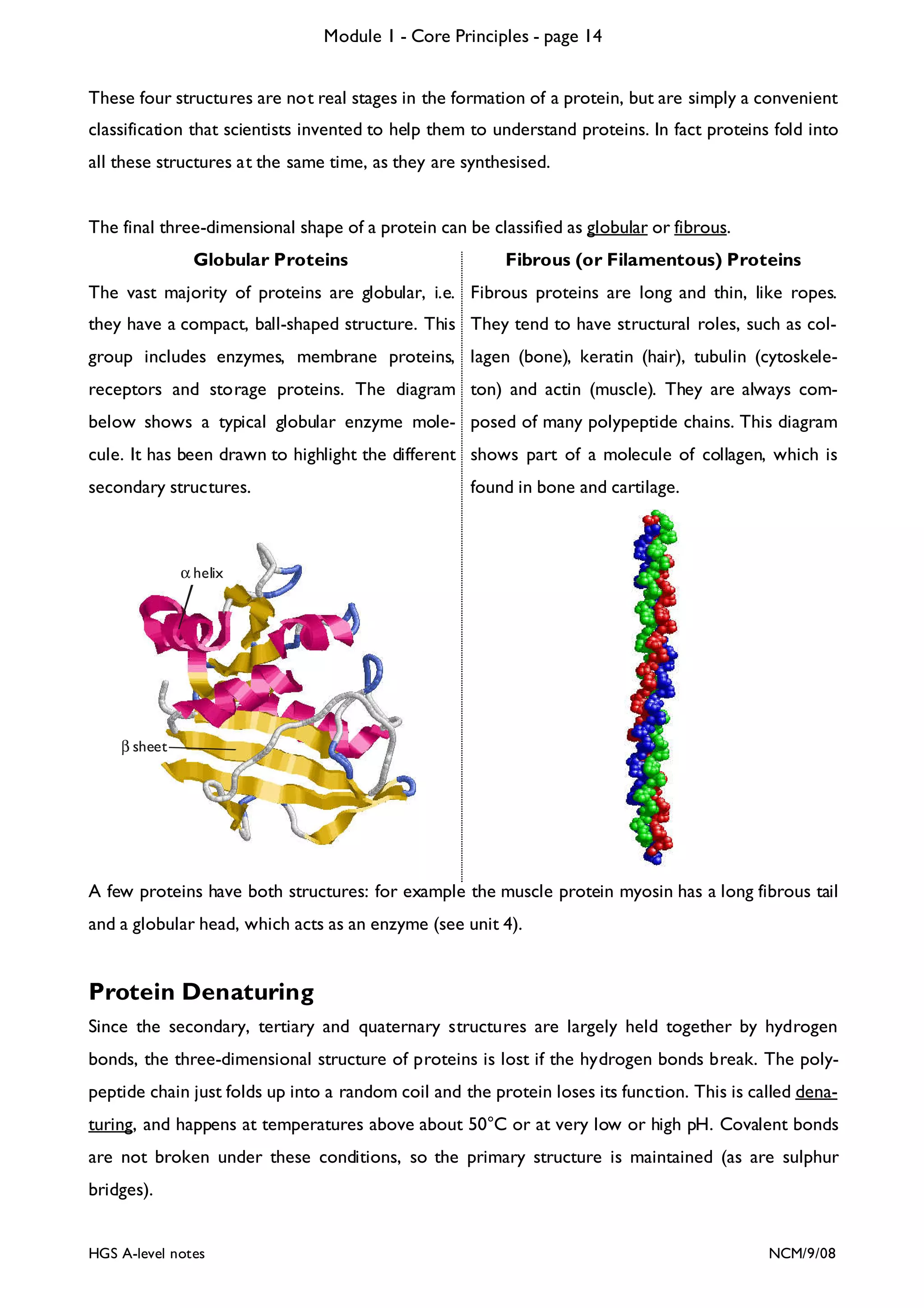 Module 1 - Core Principles - page 14
These four structures are not real stages in the formation of a protein, but are simply a convenient
classification that scientists invented to help them to understand proteins. In fact proteins fold into
all these structures at the same time, as they are synthesised.

The final three-dimensional shape of a protein can be classified as globular or fibrous.
Globular Proteins

Fibrous (or Filamentous) Proteins

The vast majority of proteins are globular, i.e. Fibrous proteins are long and thin, like ropes.
they have a compact, ball-shaped structure. This They tend to have structural roles, such as colgroup includes enzymes, membrane proteins, lagen (bone), keratin (hair), tubulin (cytoskelereceptors and storage proteins. The diagram ton) and actin (muscle). They are always combelow shows a typical globular enzyme mole- posed of many polypeptide chains. This diagram
cule. It has been drawn to highlight the different shows part of a molecule of collagen, which is
secondary structures.

found in bone and cartilage.

α helix

β sheet

A few proteins have both structures: for example the muscle protein myosin has a long fibrous tail
and a globular head, which acts as an enzyme (see unit 4).

Protein Denaturing
Since the secondary, tertiary and quaternary structures are largely held together by hydrogen
bonds, the three-dimensional structure of proteins is lost if the hydrogen bonds break. The polypeptide chain just folds up into a random coil and the protein loses its function. This is called denaturing, and happens at temperatures above about 50°C or at very low or high pH. Covalent bonds
are not broken under these conditions, so the primary structure is maintained (as are sulphur
bridges).

HGS A-level notes

NCM/9/08

 