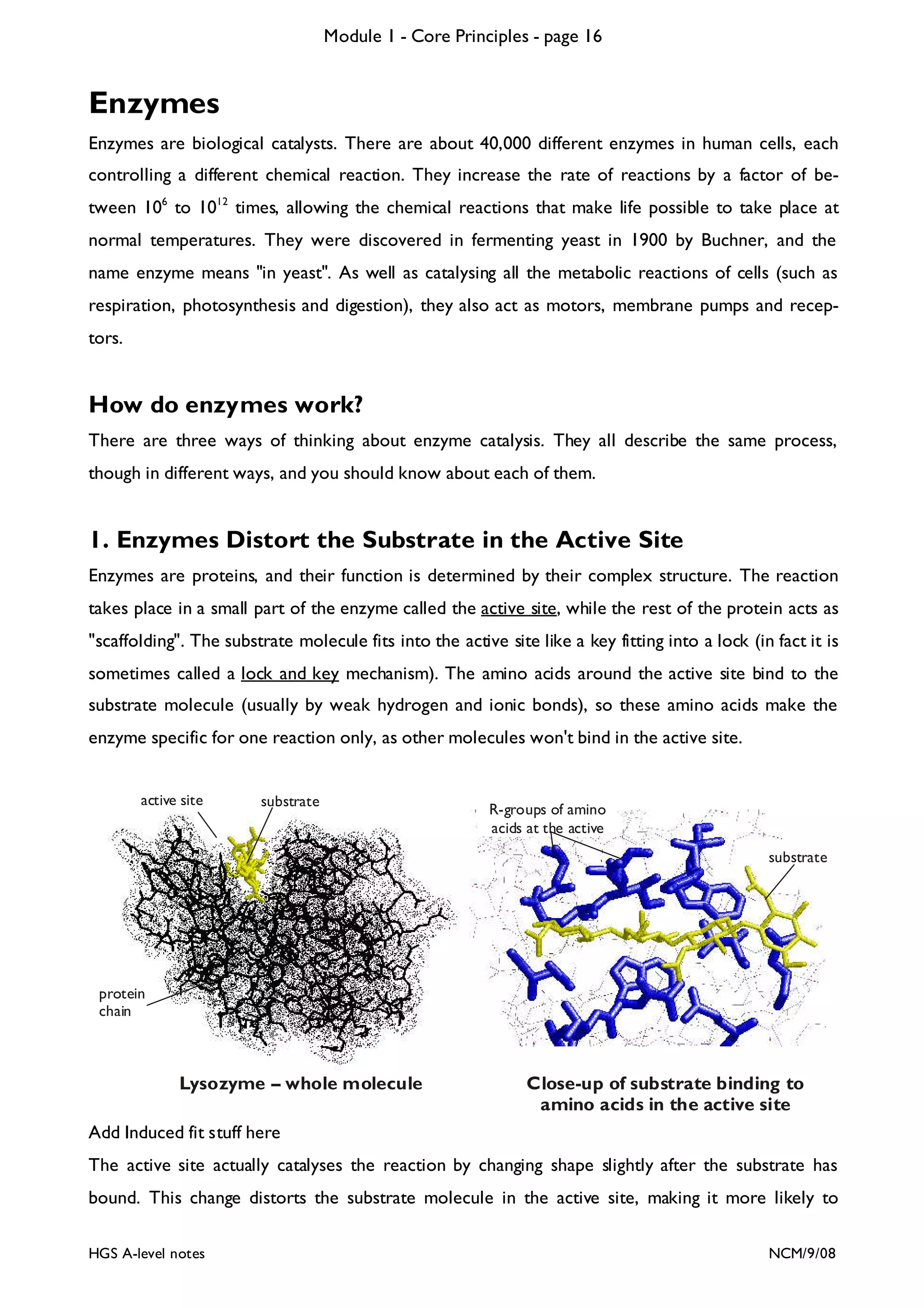 Module 1 - Core Principles - page 16

Enzymes
Enzymes are biological catalysts. There are about 40,000 different enzymes in human cells, each
controlling a different chemical reaction. They increase the rate of reactions by a factor of between 106 to 1012 times, allowing the chemical reactions that make life possible to take place at
normal temperatures. They were discovered in fermenting yeast in 1900 by Buchner, and the
name enzyme means "in yeast". As well as catalysing all the metabolic reactions of cells (such as
respiration, photosynthesis and digestion), they also act as motors, membrane pumps and receptors.

How do enzymes work?
There are three ways of thinking about enzyme catalysis. They all describe the same process,
though in different ways, and you should know about each of them.

1. Enzymes Distort the Substrate in the Active Site
Enzymes are proteins, and their function is determined by their complex structure. The reaction
takes place in a small part of the enzyme called the active site, while the rest of the protein acts as
"scaffolding". The substrate molecule fits into the active site like a key fitting into a lock (in fact it is
sometimes called a lock and key mechanism). The amino acids around the active site bind to the
substrate molecule (usually by weak hydrogen and ionic bonds), so these amino acids make the
enzyme specific for one reaction only, as other molecules won't bind in the active site.
active site

substrate

R-groups of amino
acids at the active
substrate

protein
chain

Lysozyme – whole molecule

Close-up of substrate binding to
amino acids in the active site

Add Induced fit stuff here
The active site actually catalyses the reaction by changing shape slightly after the substrate has
bound. This change distorts the substrate molecule in the active site, making it more likely to
HGS A-level notes

NCM/9/08

 