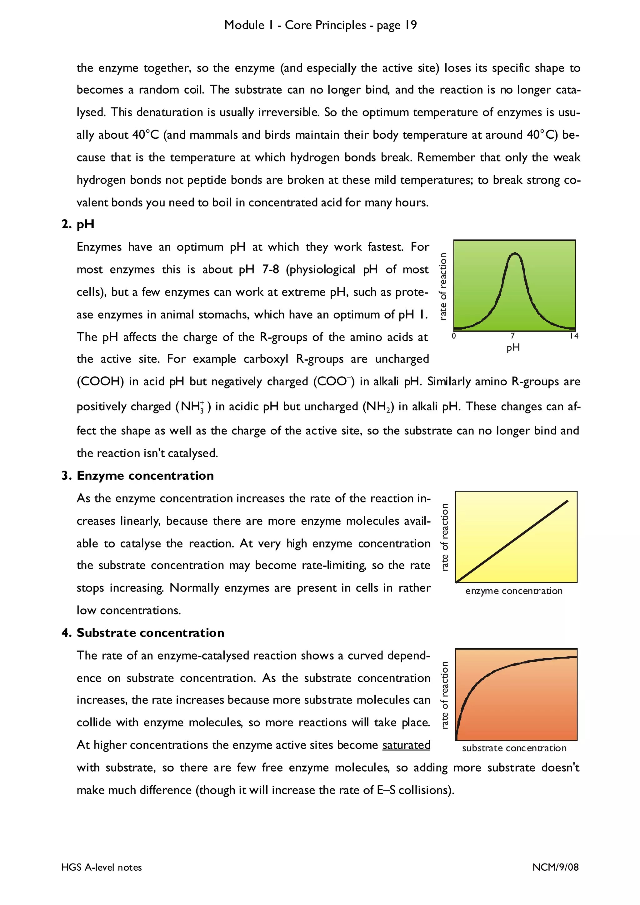 Module 1 - Core Principles - page 19
the enzyme together, so the enzyme (and especially the active site) loses its specific shape to
becomes a random coil. The substrate can no longer bind, and the reaction is no longer catalysed. This denaturation is usually irreversible. So the optimum temperature of enzymes is usually about 40°C (and mammals and birds maintain their body temperature at around 40°C) because that is the temperature at which hydrogen bonds break. Remember that only the weak
hydrogen bonds not peptide bonds are broken at these mild temperatures; to break strong covalent bonds you need to boil in concentrated acid for many hours.
Enzymes have an optimum pH at which they work fastest. For
most enzymes this is about pH 7-8 (physiological pH of most
cells), but a few enzymes can work at extreme pH, such as protease enzymes in animal stomachs, which have an optimum of pH 1.

rate of reaction

2. pH

The pH affects the charge of the R-groups of the amino acids at

0

7

14

pH

the active site. For example carboxyl R-groups are uncharged

(COOH) in acid pH but negatively charged (COO–) in alkali pH. Similarly amino R-groups are
positively charged ( NH+ ) in acidic pH but uncharged (NH2) in alkali pH. These changes can af3
fect the shape as well as the charge of the active site, so the substrate can no longer bind and
the reaction isn't catalysed.

As the enzyme concentration increases the rate of the reaction increases linearly, because there are more enzyme molecules available to catalyse the reaction. At very high enzyme concentration
the substrate concentration may become rate-limiting, so the rate

rate of reaction

3. Enzyme concentration

stops increasing. Normally enzymes are present in cells in rather

enzyme concentration

low concentrations.

The rate of an enzyme-catalysed reaction shows a curved dependence on substrate concentration. As the substrate concentration
increases, the rate increases because more substrate molecules can
collide with enzyme molecules, so more reactions will take place.

rate of reaction

4. Substrate concentration

At higher concentrations the enzyme active sites become saturated

substrate concentration

with substrate, so there are few free enzyme molecules, so adding more substrate doesn't
make much difference (though it will increase the rate of E–S collisions).

HGS A-level notes

NCM/9/08

 