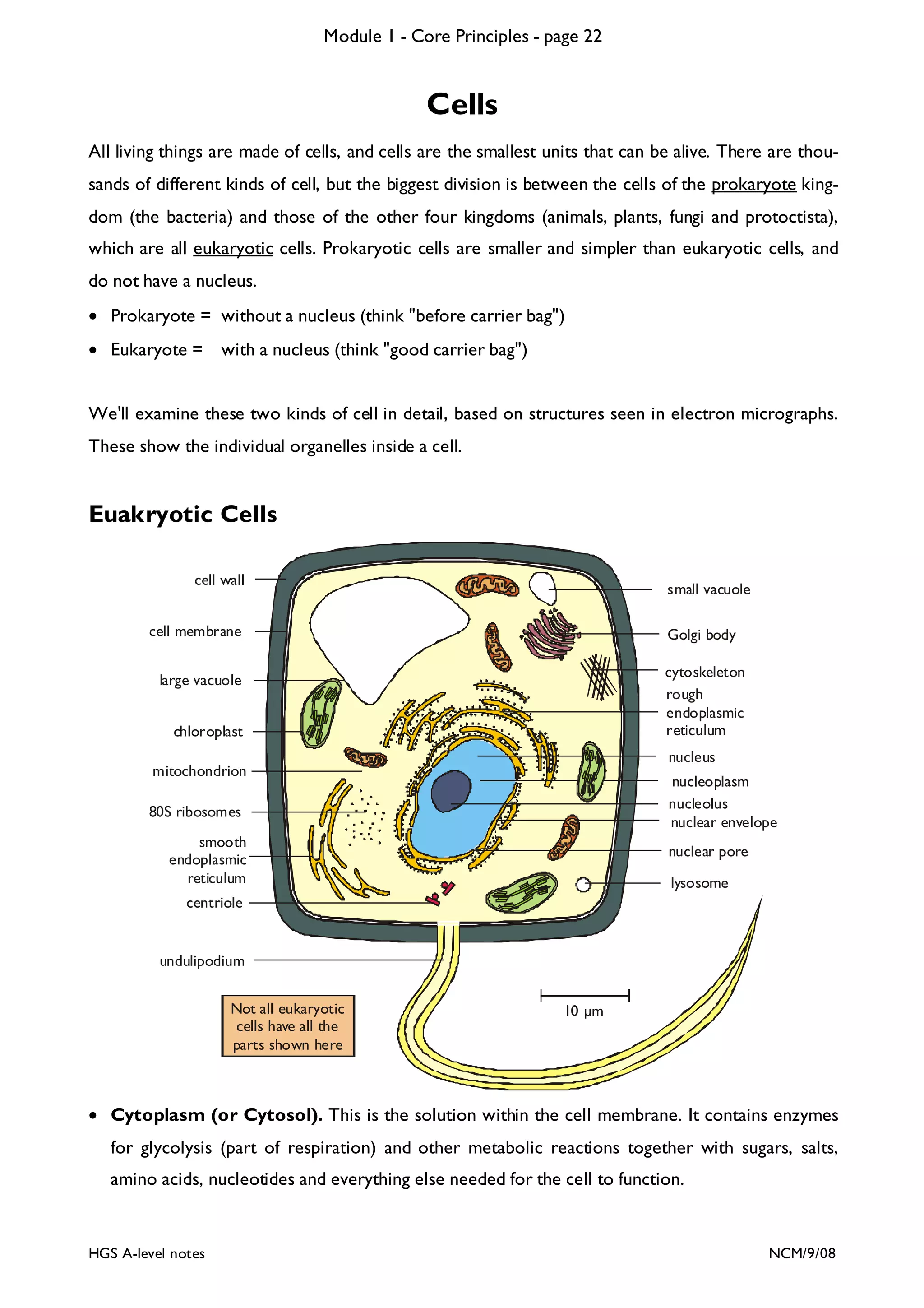 Module 1 - Core Principles - page 22

Cells
All living things are made of cells, and cells are the smallest units that can be alive. There are thousands of different kinds of cell, but the biggest division is between the cells of the prokaryote kingdom (the bacteria) and those of the other four kingdoms (animals, plants, fungi and protoctista),
which are all eukaryotic cells. Prokaryotic cells are smaller and simpler than eukaryotic cells, and
do not have a nucleus.
• Prokaryote = without a nucleus (think "before carrier bag")
• Eukaryote = with a nucleus (think "good carrier bag")
We'll examine these two kinds of cell in detail, based on structures seen in electron micrographs.
These show the individual organelles inside a cell.

Euakryotic Cells
cell wall

small vacuole

cell membrane

Golgi body
cytoskeleton
rough
endoplasmic
reticulum

large vacuole
chloroplast

nucleus

mitochondrion

nucleoplasm
nucleolus
nuclear envelope

80S ribosomes
smooth
endoplasmic
reticulum

nuclear pore
lysosome

centriole

undulipodium
Not all eukaryotic
cells have all the
parts shown here

10 m

• Cytoplasm (or Cytosol). This is the solution within the cell membrane. It contains enzymes
for glycolysis (part of respiration) and other metabolic reactions together with sugars, salts,
amino acids, nucleotides and everything else needed for the cell to function.

HGS A-level notes

NCM/9/08

 